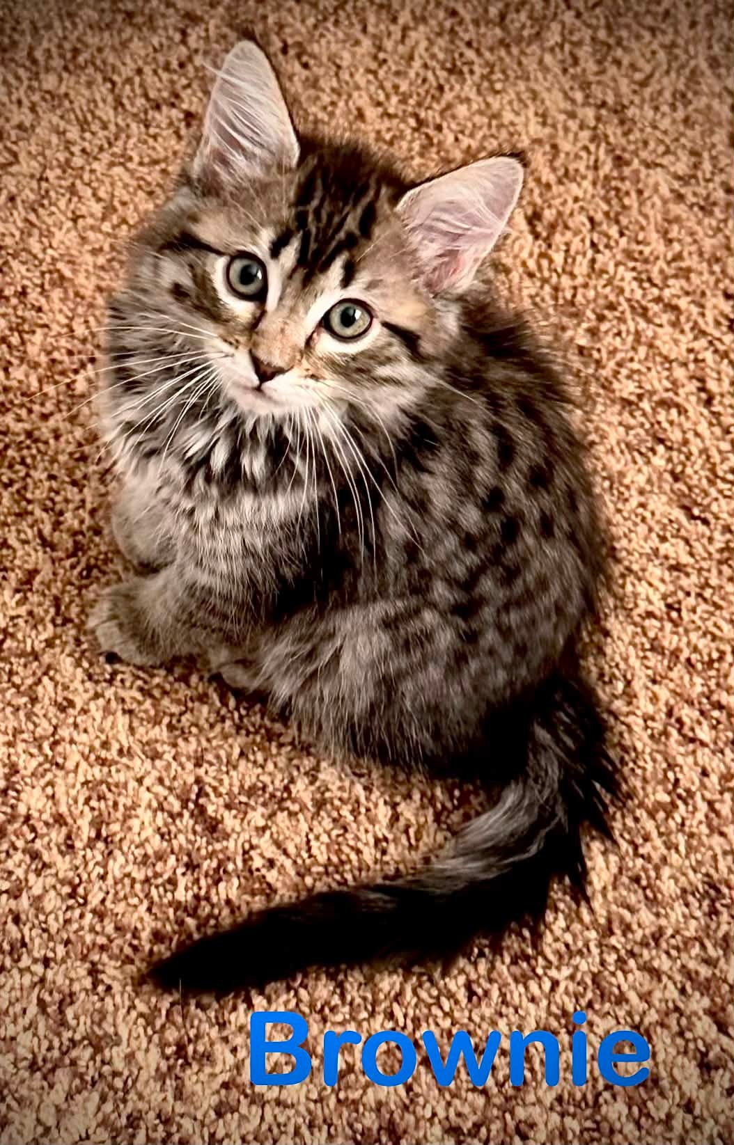KABOOM! We have an explosion of kittens and cats waiting to meet