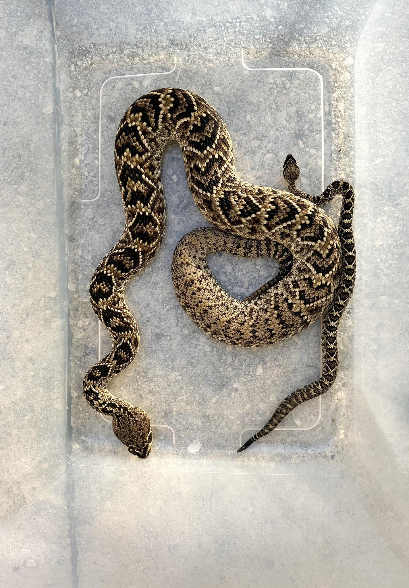 Rhett - Did you know…. female Rattlesnakes have hearts and male ...
