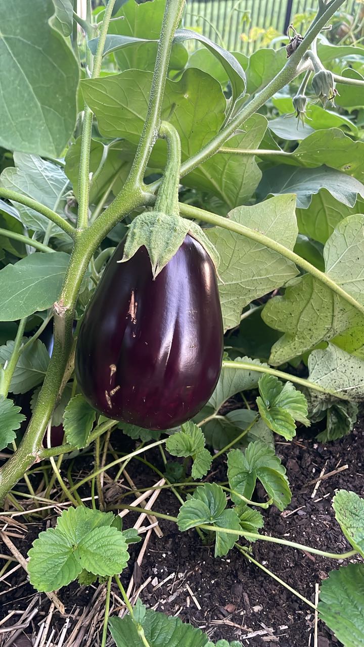 When to Start Eggplant Seeds Indoors for NJ Gardens