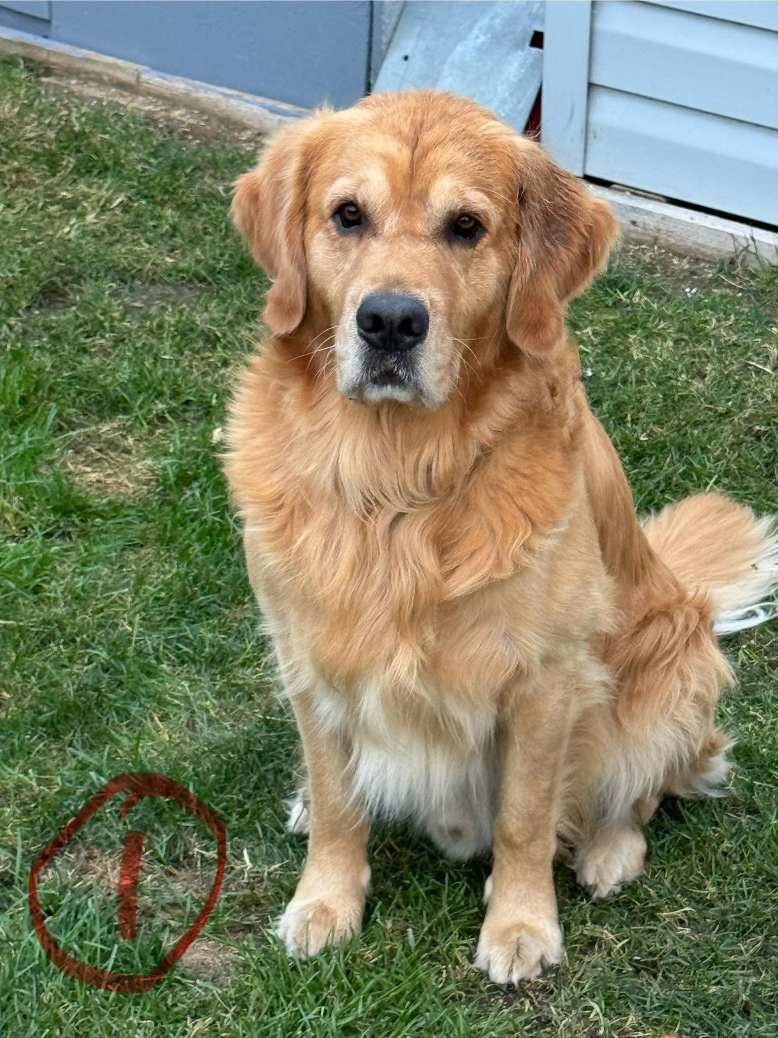 kelvin klow dvm Why has my Golden Retriever's coat changed? size:500mg Glutatonic Sublingual Liquid Spray Concern_Uneven Skin Tone