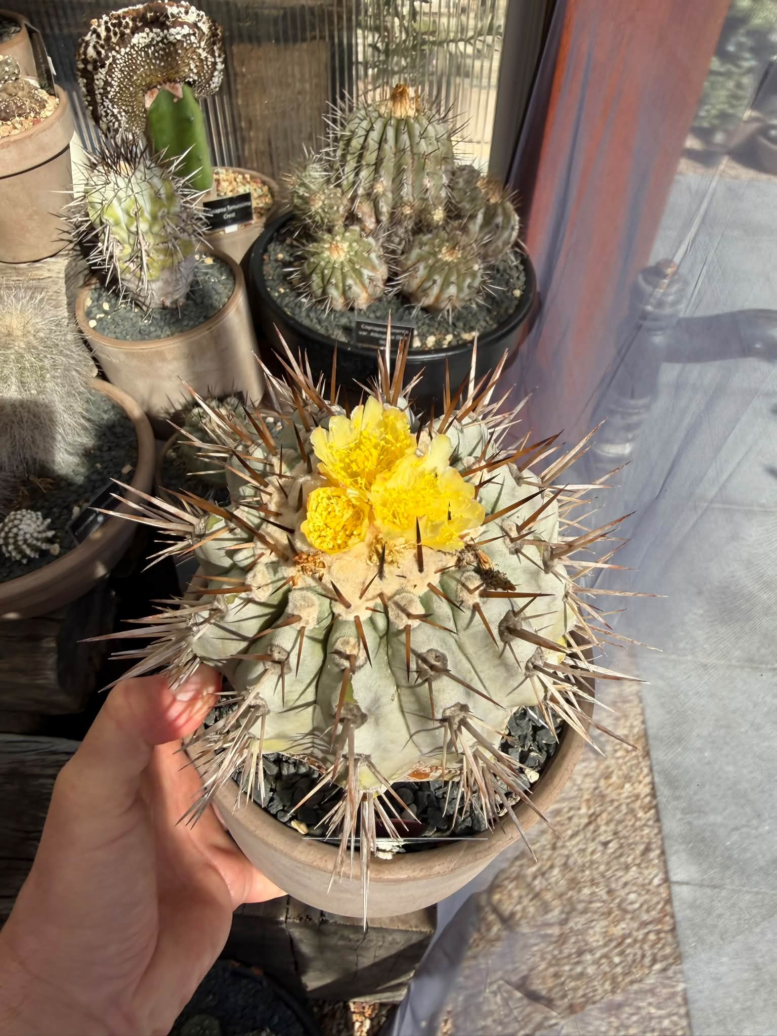 Copiapoa Cinerea 30th Birthday Flowers. Ex Rudolf Shultz plant.