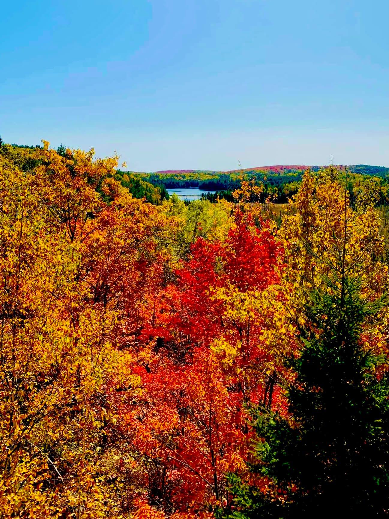 Early autumn in Algonquin Park パステル画 Early autumn in Algonquin Park パステル画 Early autumn in