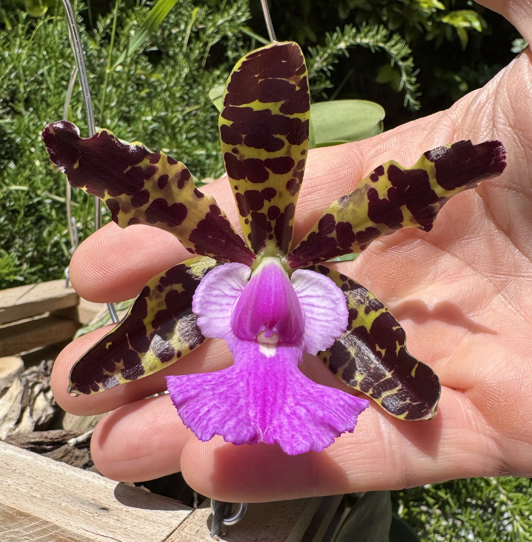 Cattleya aclandiae tipo.** More 2025 Spring's bloomers this one