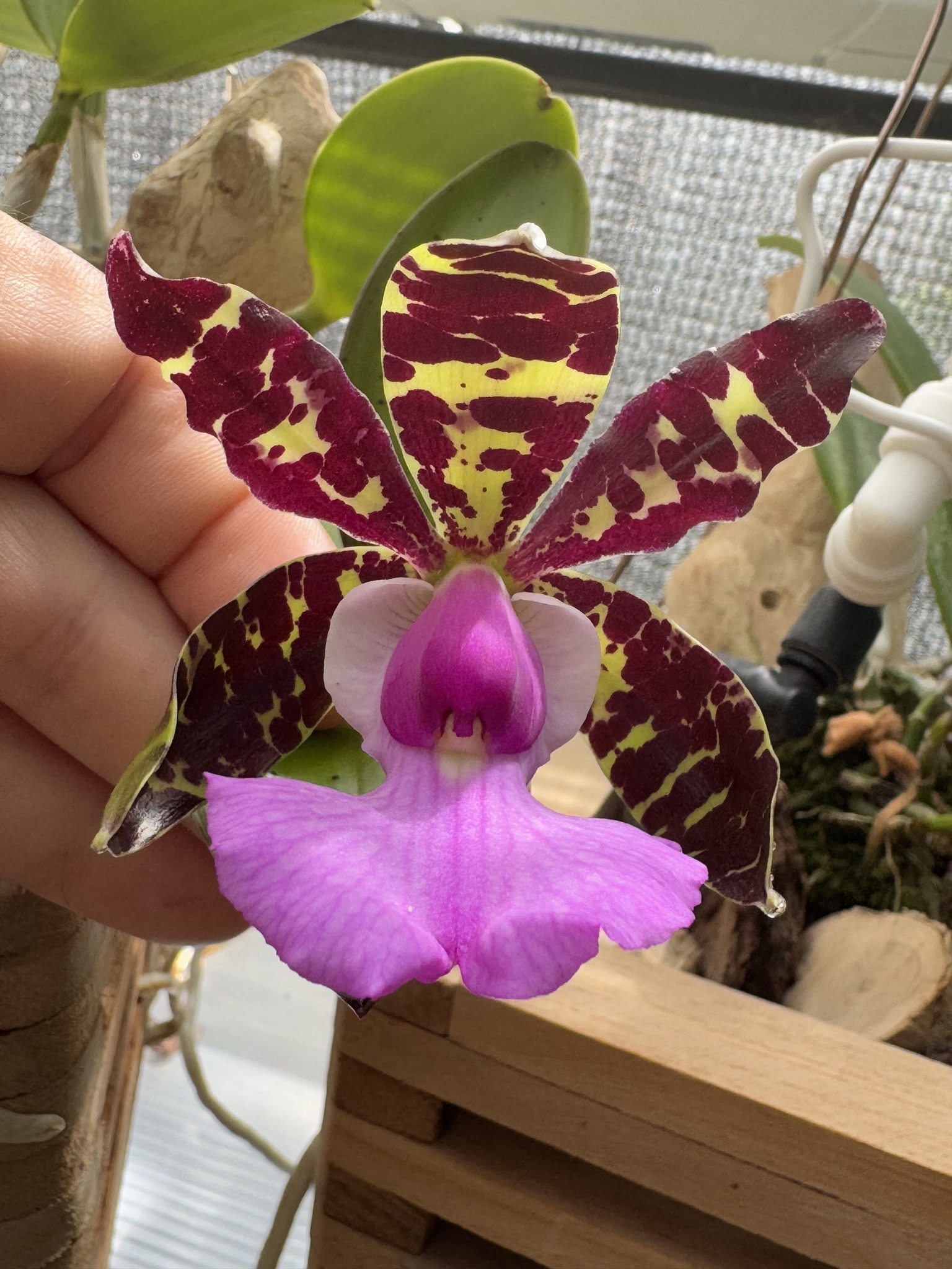 Cattleya aclandiae tipo An other tipo from my aclandiae collection
