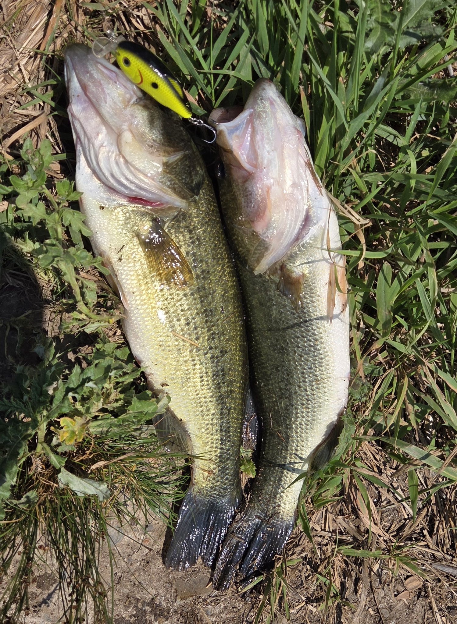 2019 shimano spinning reels Stella FK STLC5000XGFK Reel color-brackish At the heart of Popper Color:Red Head/White Spinning Combo Best Spinning