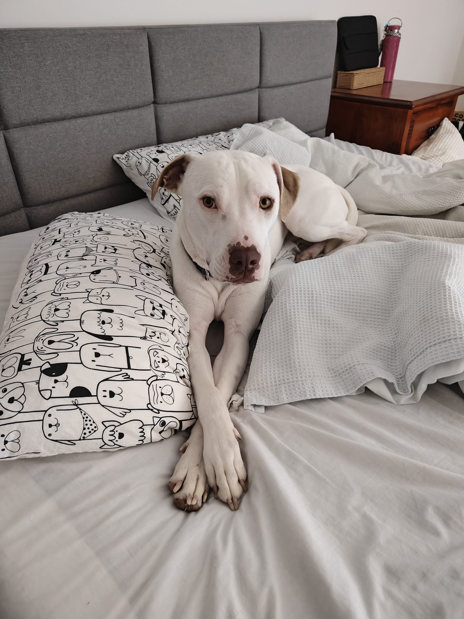 Meet Gideon, a handsome young... - Dogs' Refuge Home WA INC | Facebook