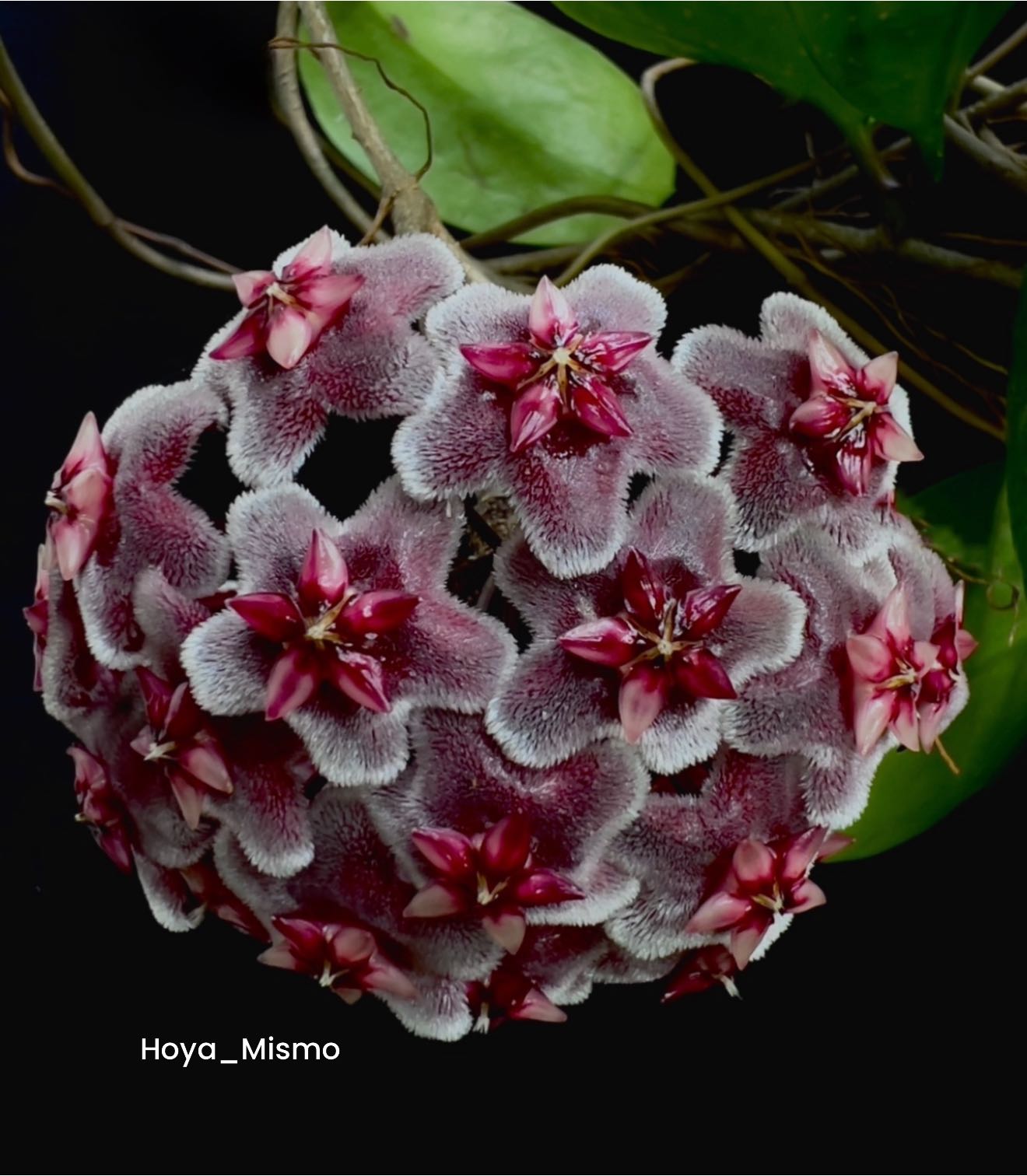 Anthurium Hookeri Sweeta Pink Polkadot ⑤ その他観葉植物 Anthurium