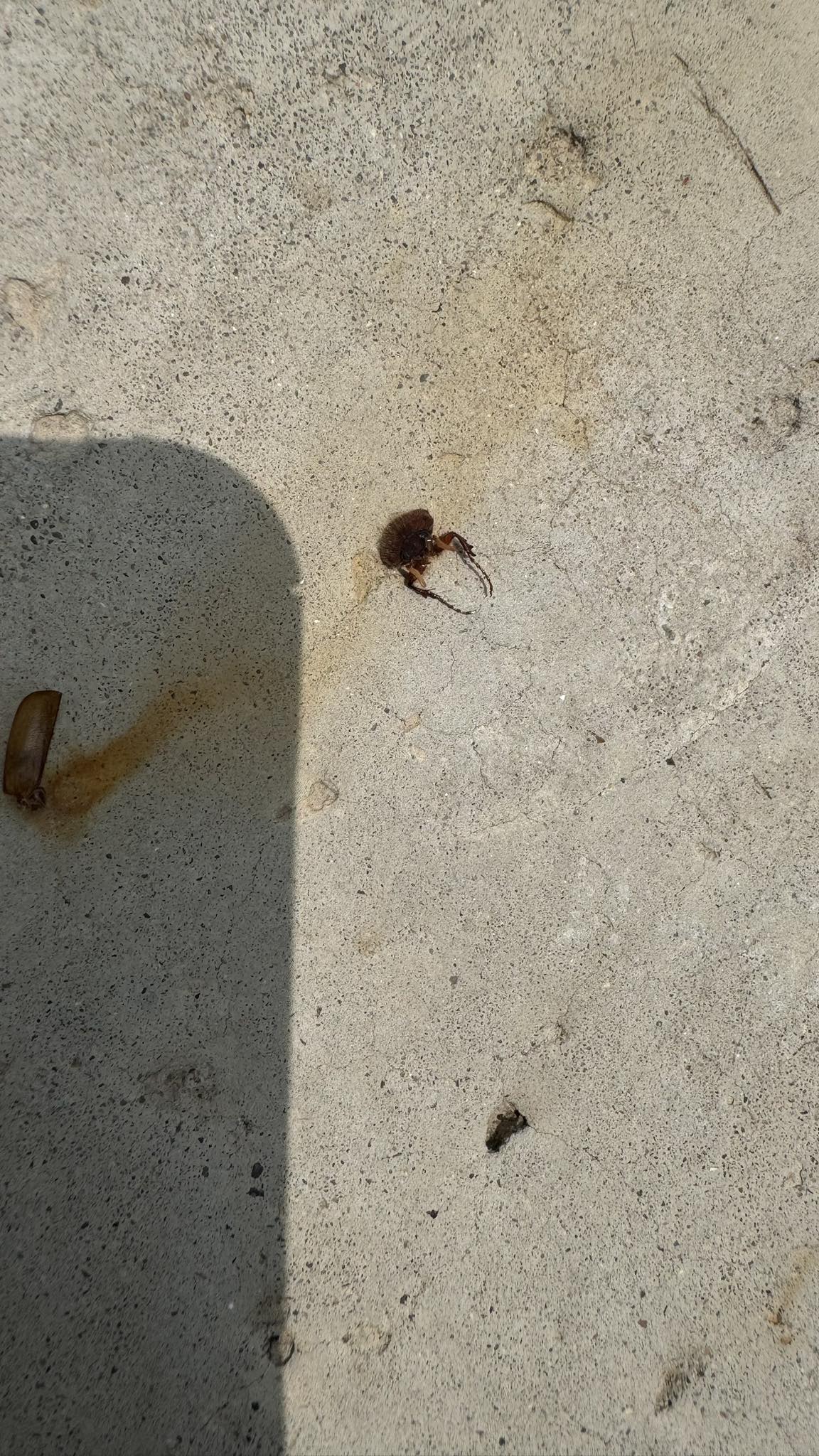 What is this insect in Liberty Hill, Texas?