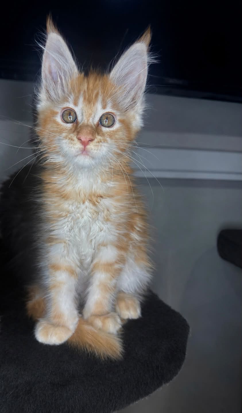 My dream cat is a polydactyl orange maine coon boy. Can anyone