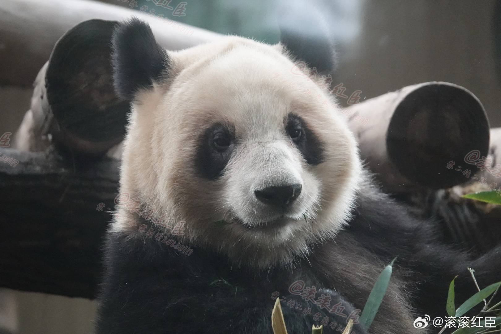 Hao Qi's twins, Qi Zhen(girl, P1-4) and Qi Bao (boy), at Chongqing