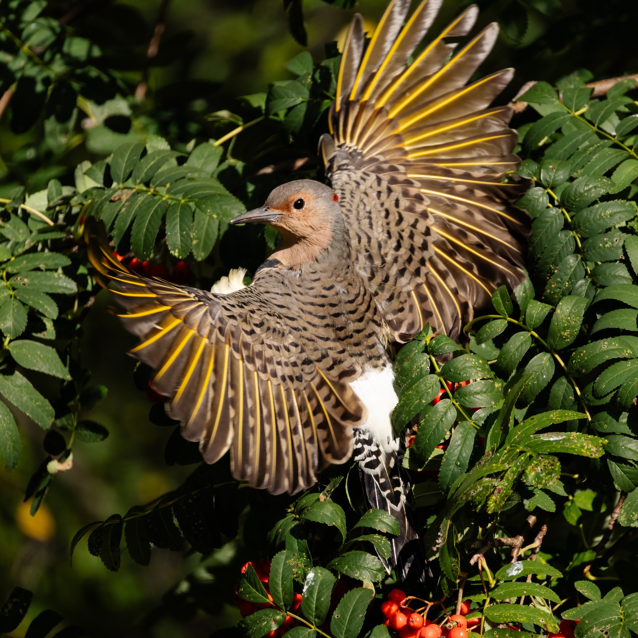Steve Lindberg - Northern Flickers are also Mountain Ash... | Facebook