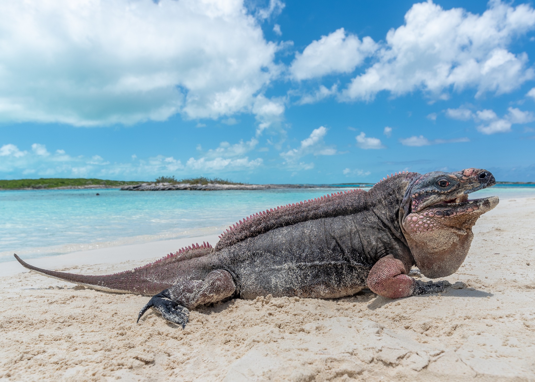 Allen Cay Rock Iguana (Cyclura cychlura inornata). The Exumas