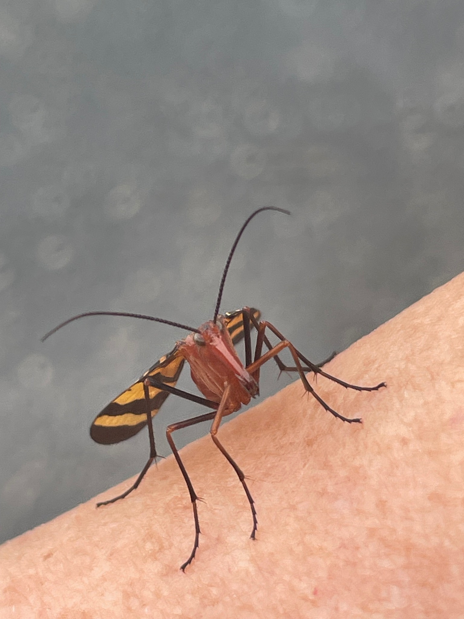 Had a little scorpion fly pay me a visit. Vienna Mo