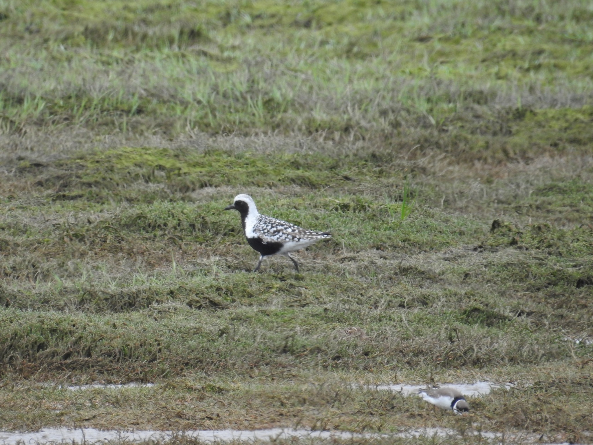 mocciさま専用 Ringed plover Common Ringed Plover spotted in Grays Harbor County, Moclips, WA