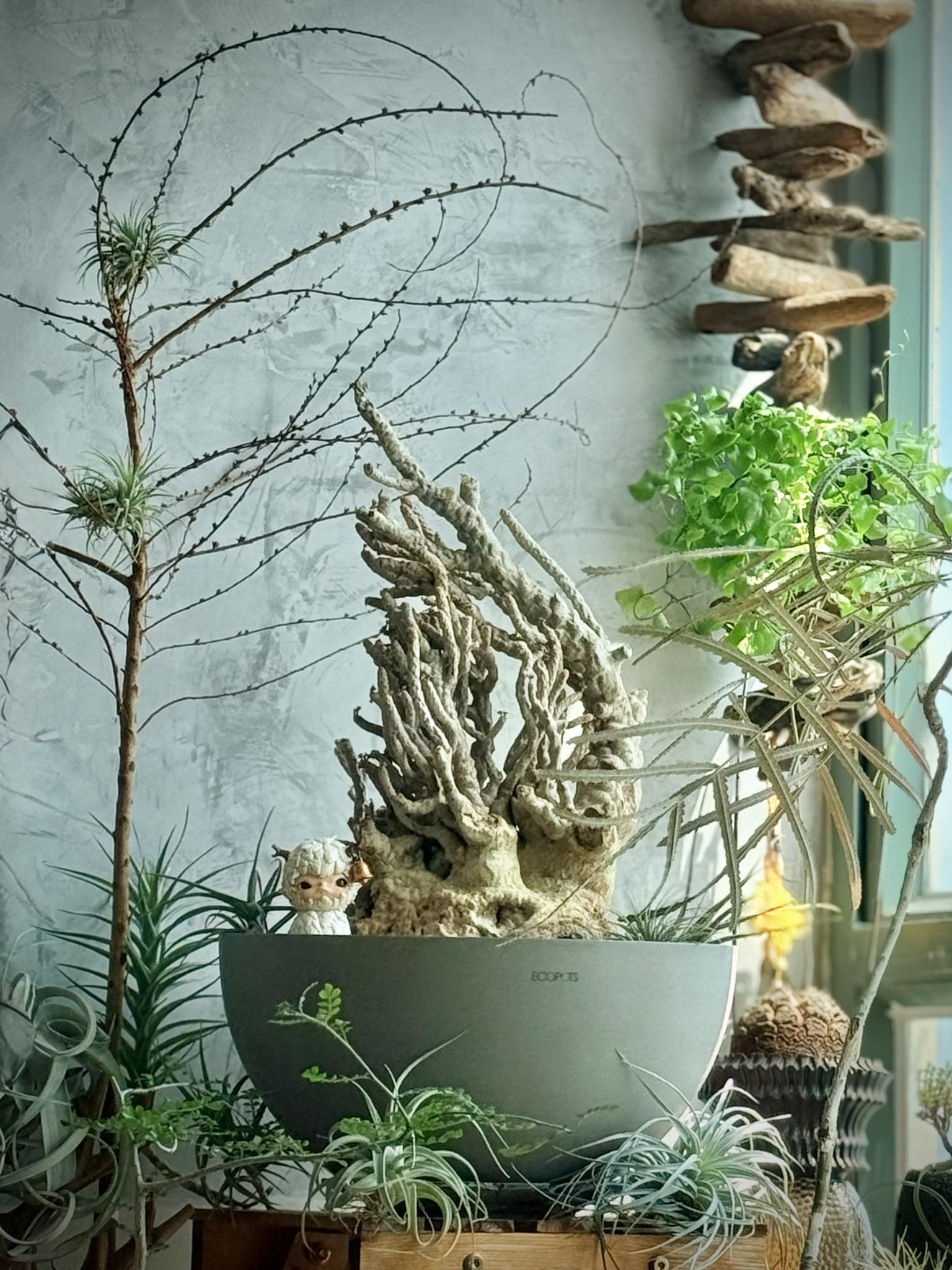 香港塊根植物 Caudex and Plants (HK) | 大家好！新成員發根中🍀 | Facebook