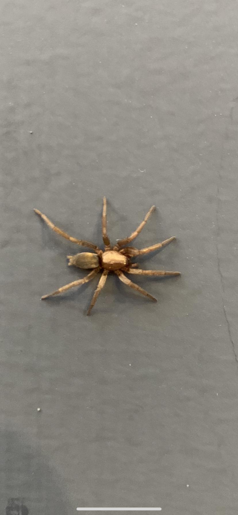 Not the usual spider