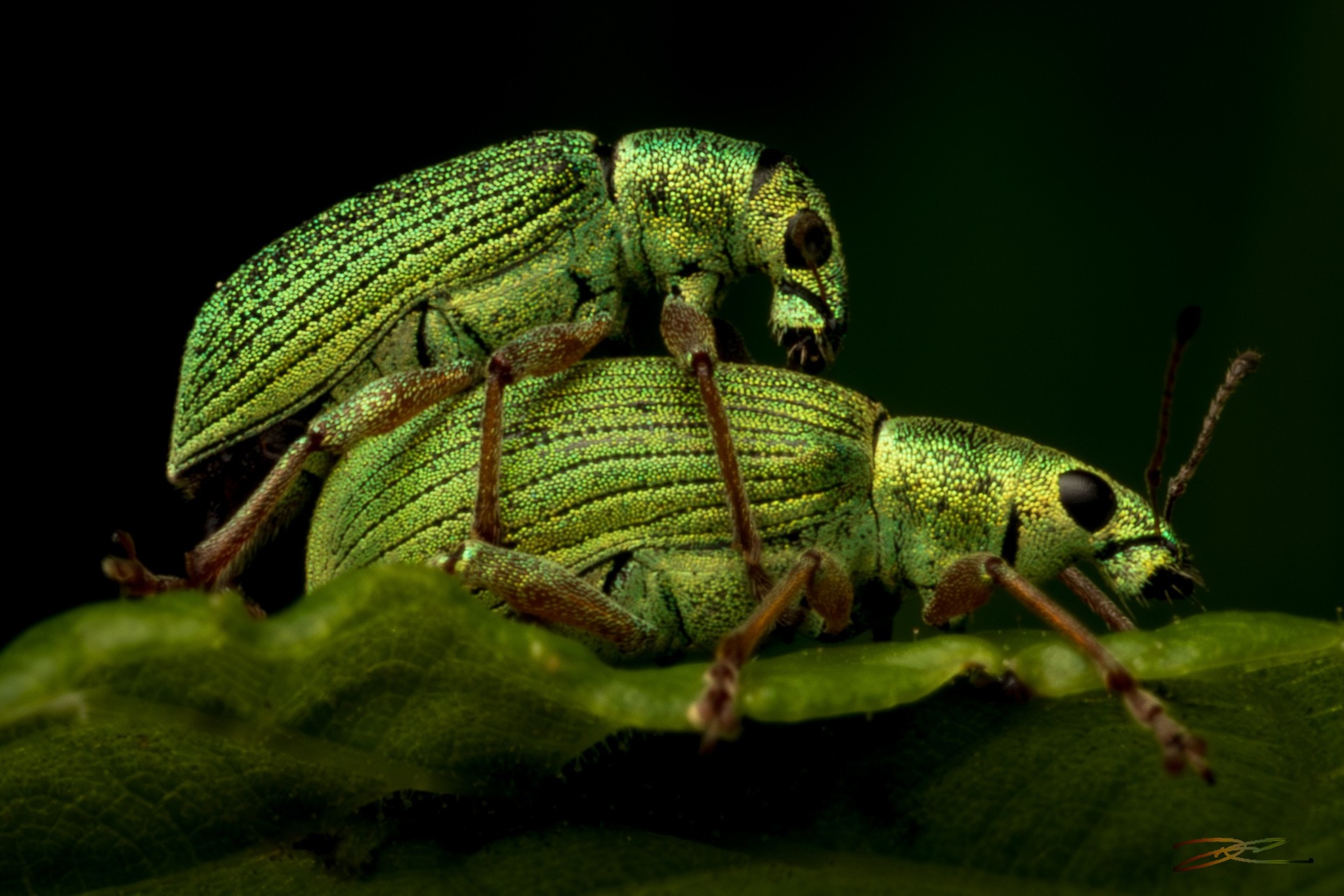 Have a weevil weekend ??
