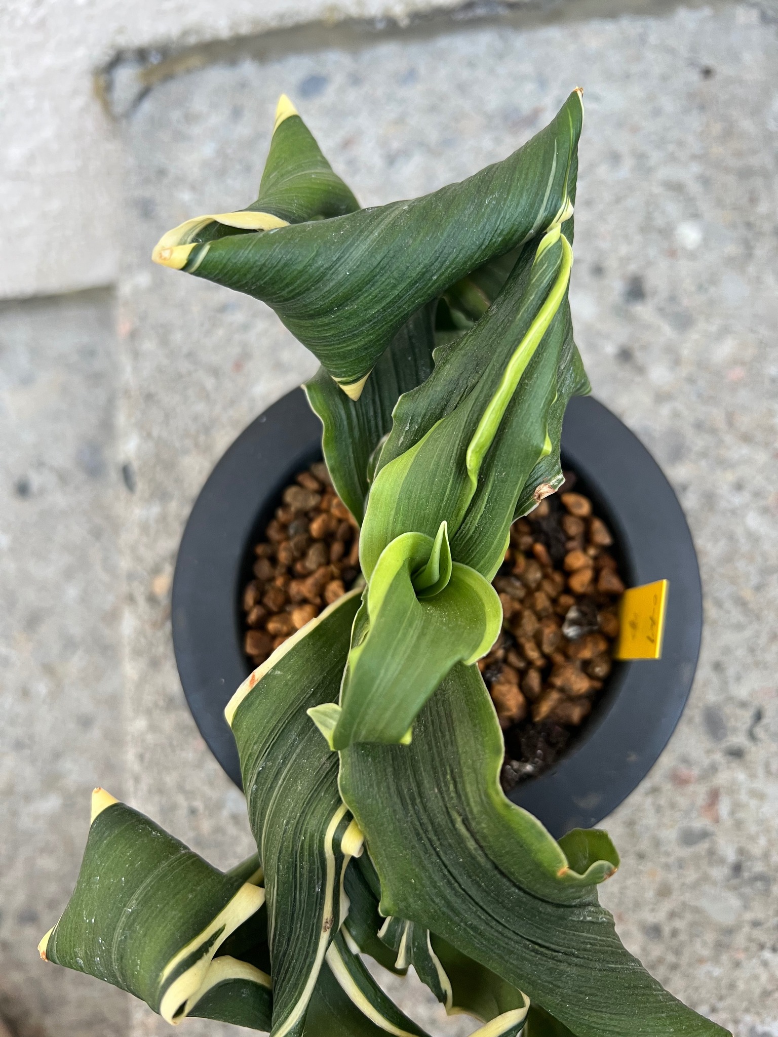 観葉植物 万年青 舞子獅子 ラスト
