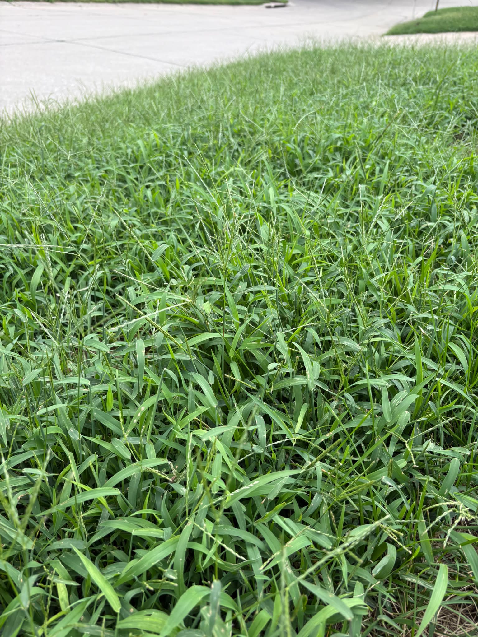 Is this spurge it's taking over my yard