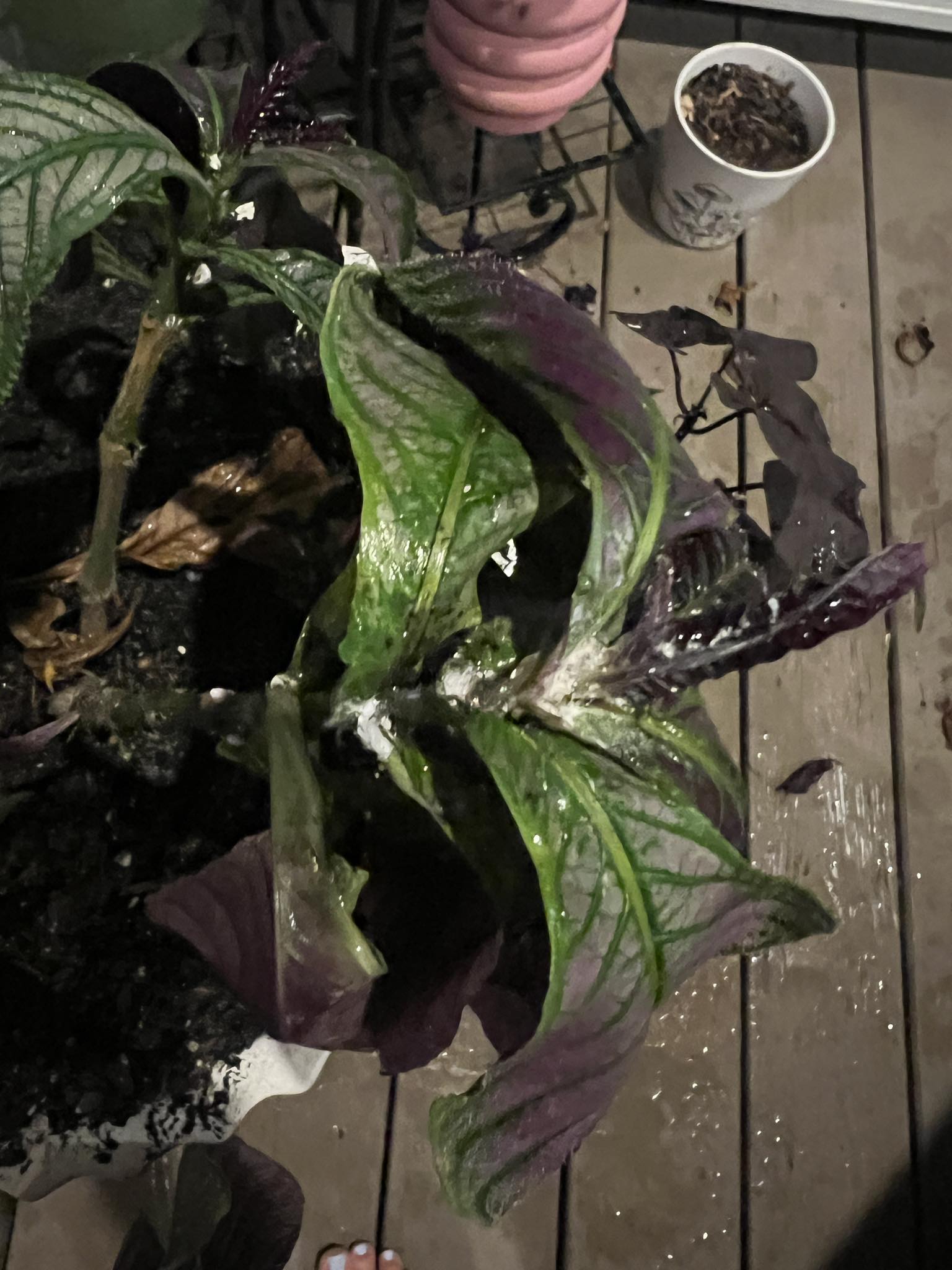 What is the white fuzz on my plants and how do I stop it?