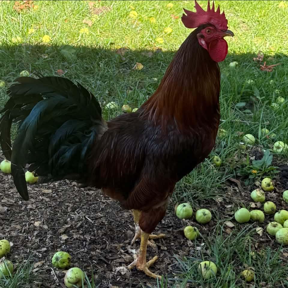 Sometimes it’s the simplest moments on the homestead that bring the ...