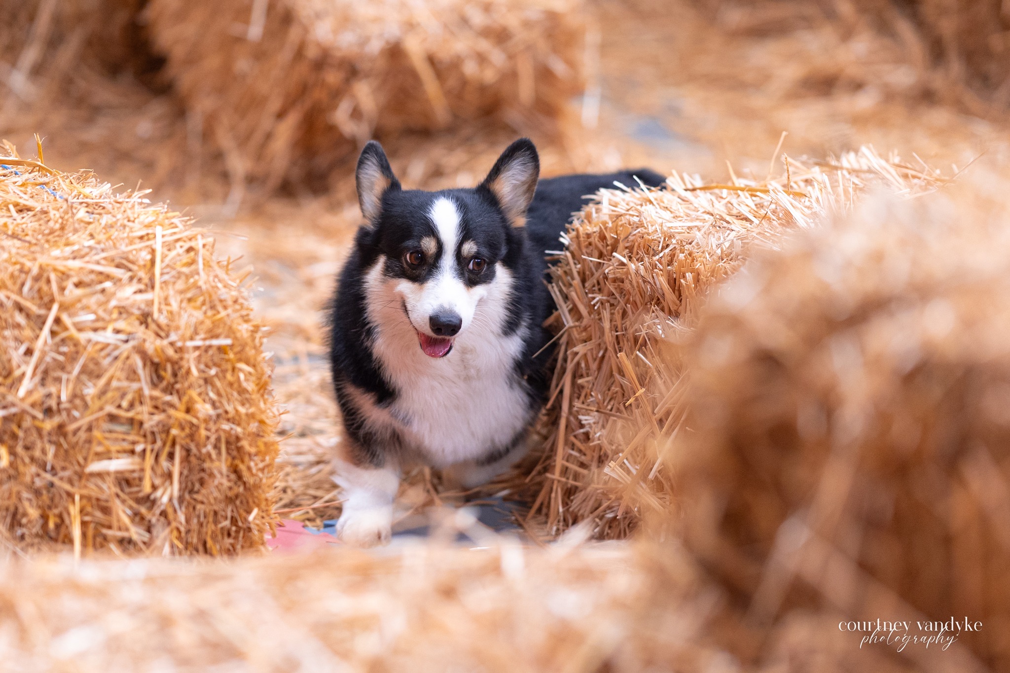 Hat Creek Ratters | Hello Barn Hunt Friends, | Facebook