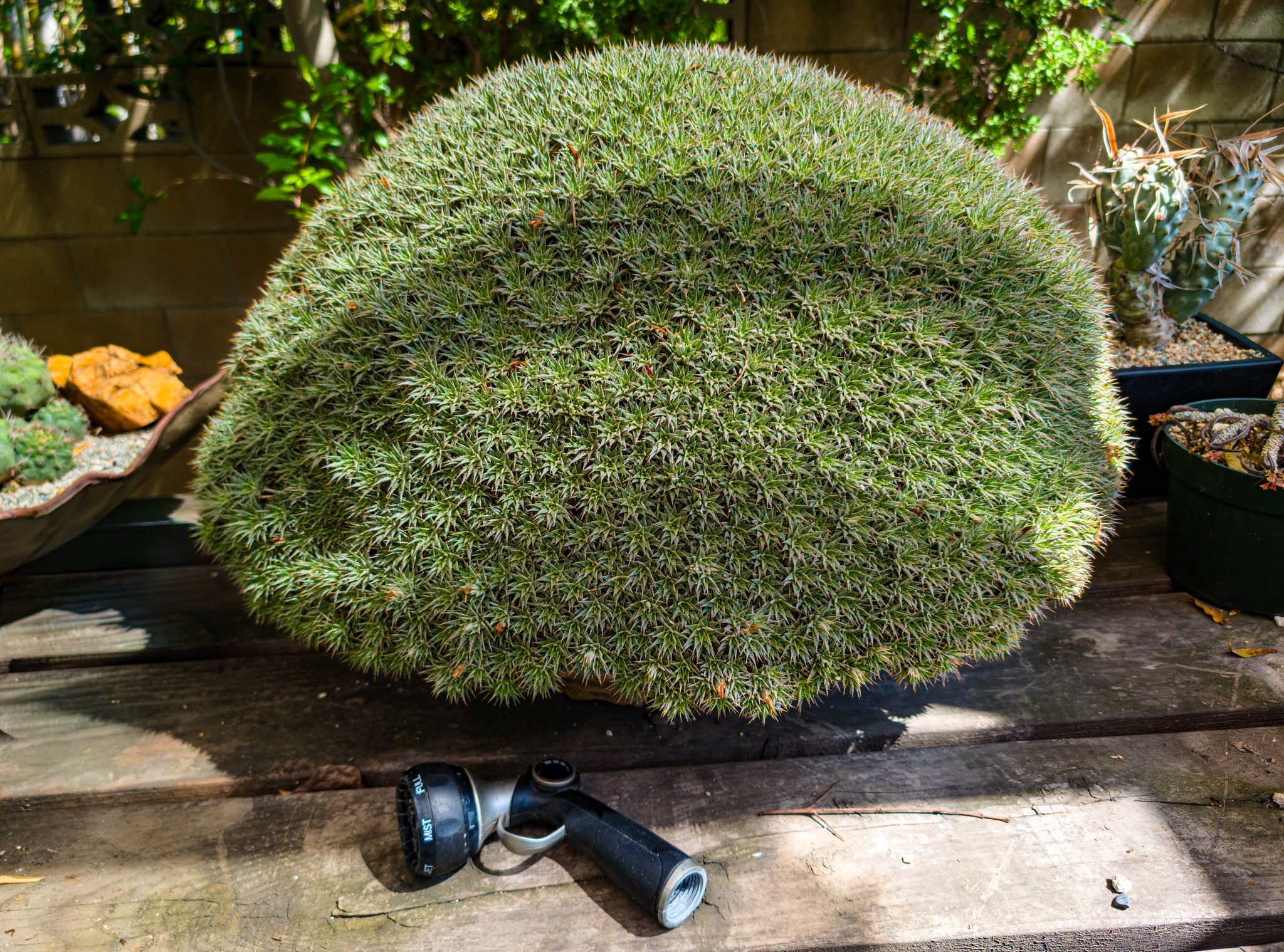 Deuterocohnia longipetala succulent bromeliad care