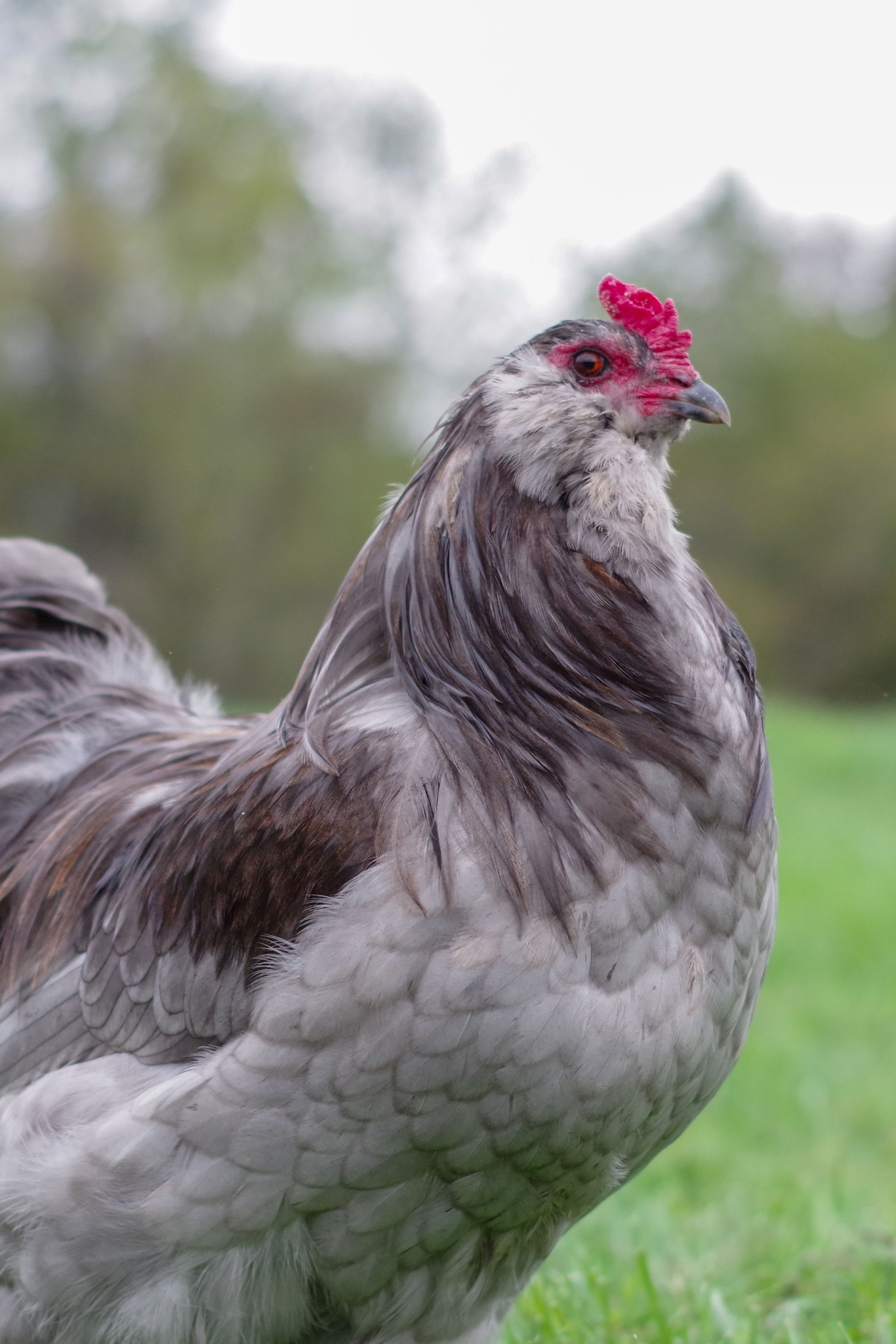 We have two roosters, each a year old, and I really like both of