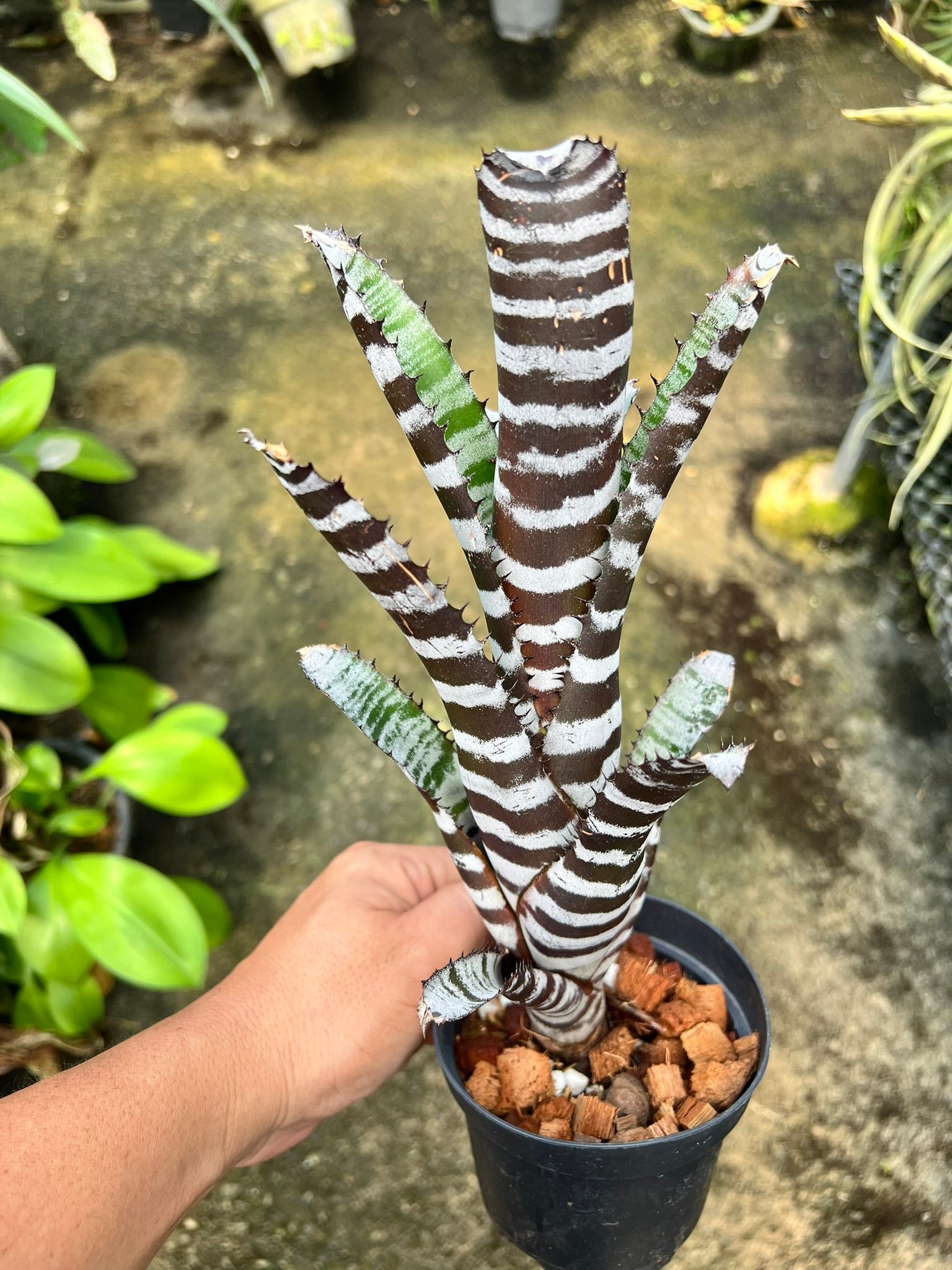 Aechmea chantinii black plant for sale