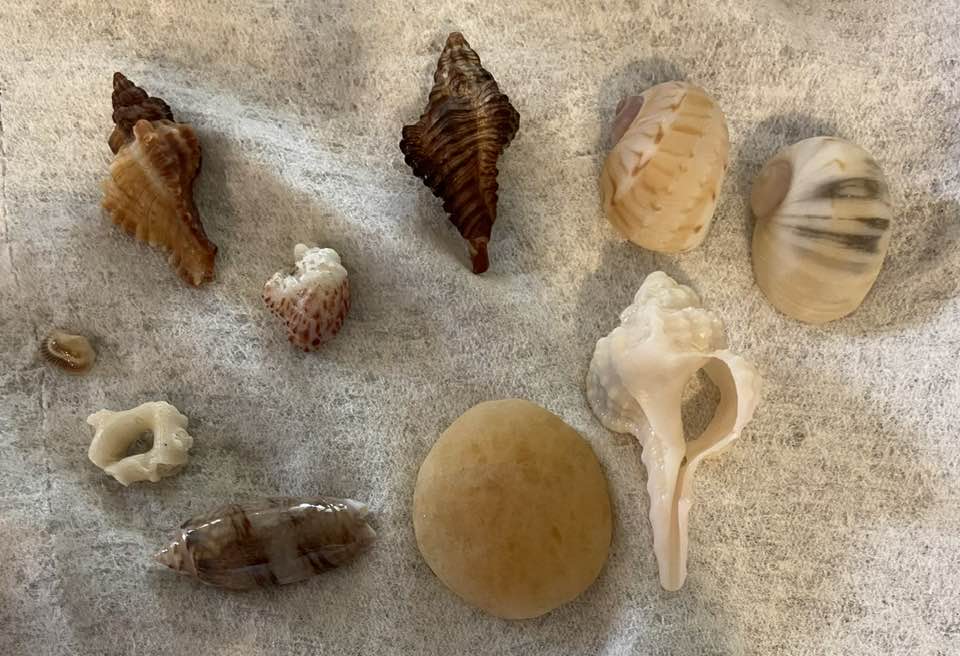 What are the names of these seashells?