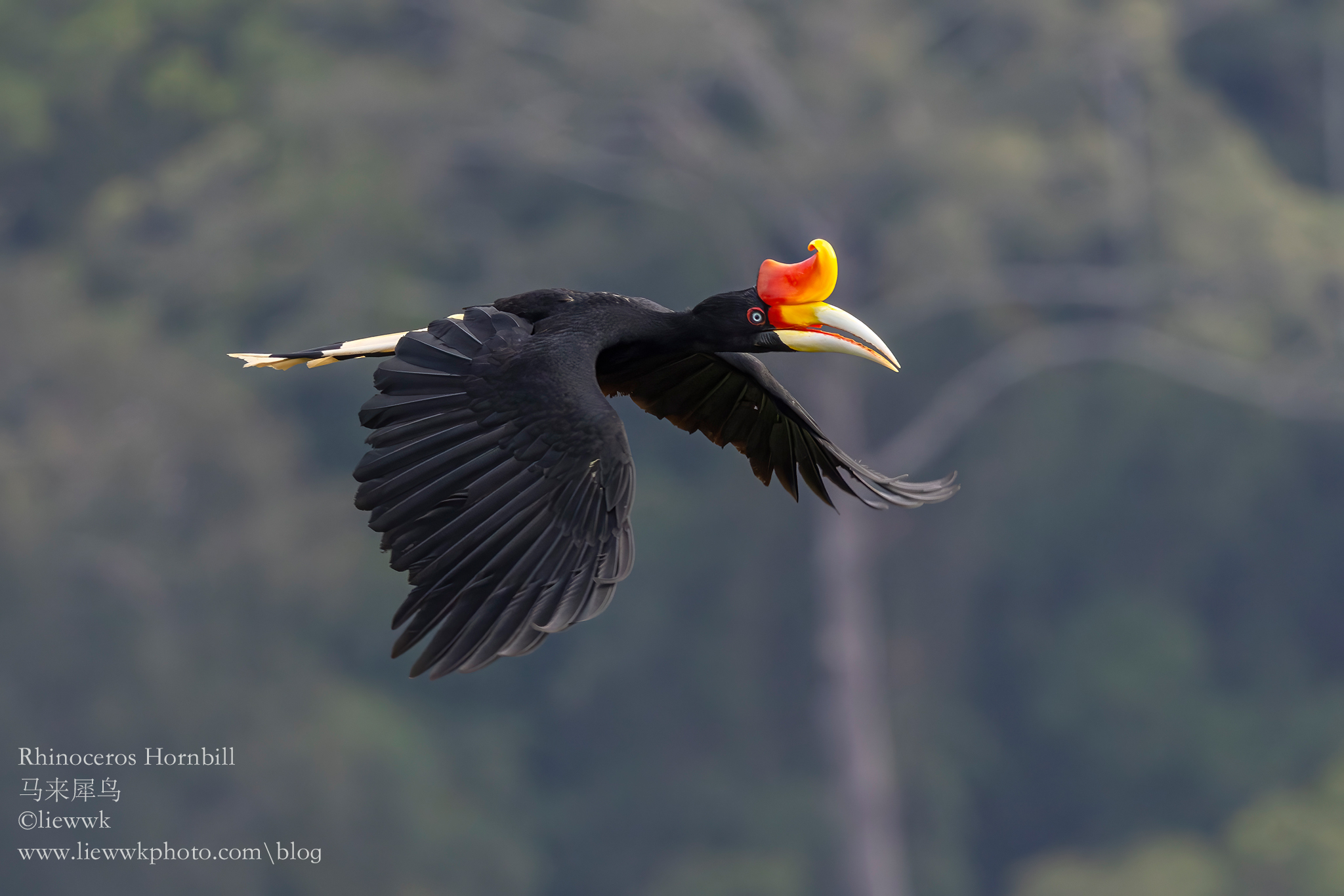 Wild Bird Club Malaysia - WBCM | **Rhinoceros Hornbill, 马来犀鸟, 馬來犀鳥, サイ ...