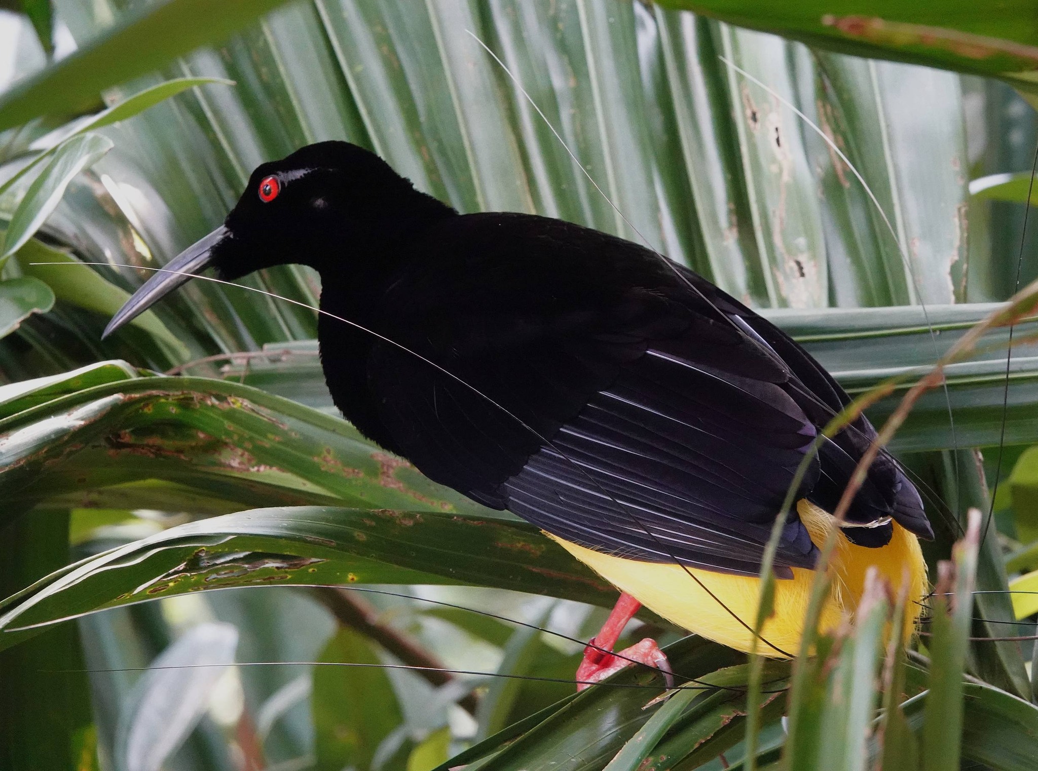 Twelve-wired Bird of Paradise Song of the Forest / MBP