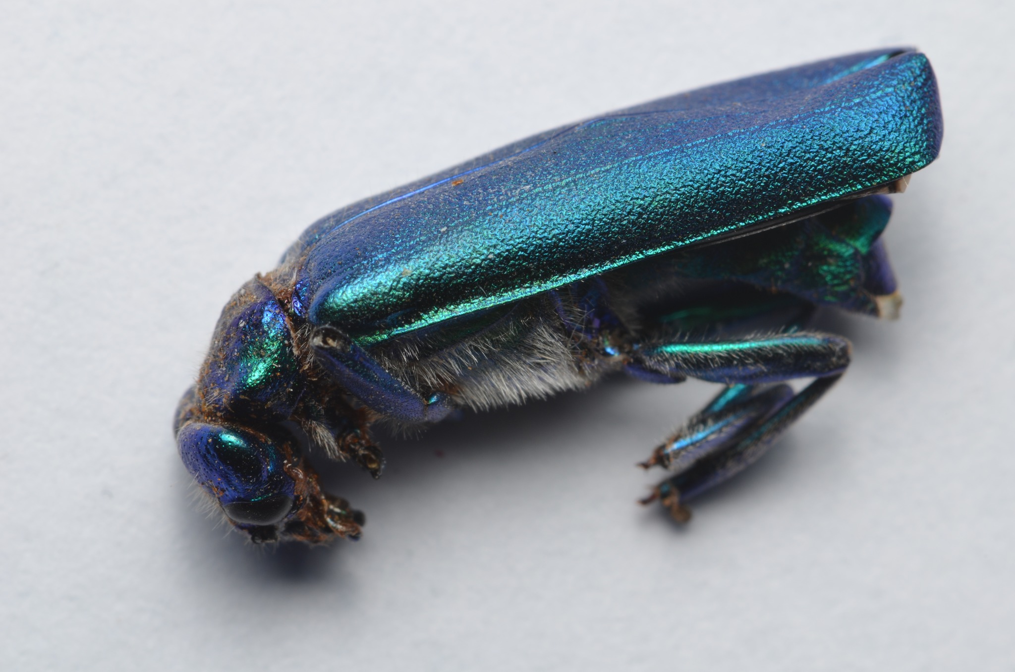 What is this large blue beetle species found in SW France?
