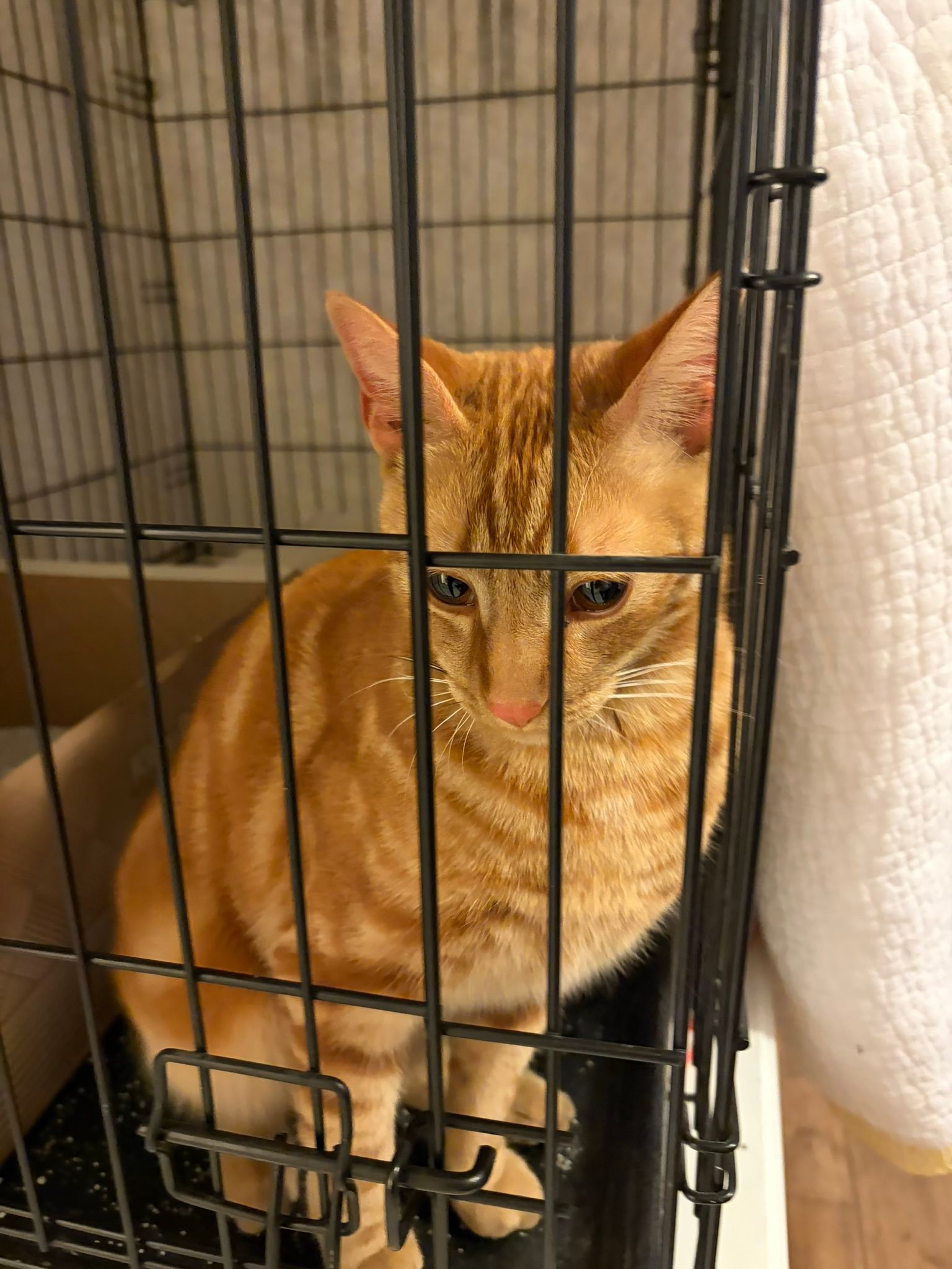 Found 6 month old Orange Kitty