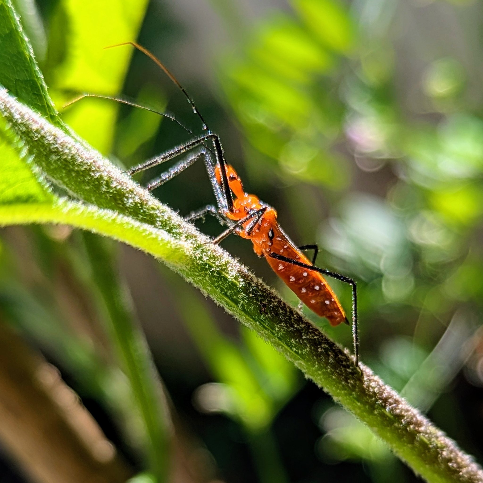 Punk Rock Gardening & Bird Watching! | One of the most punk rock bugs ...