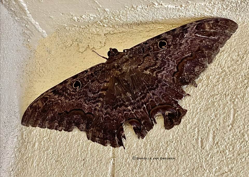 bpsgiftsofnature Black Witch moth (Ascalapha odorata). This