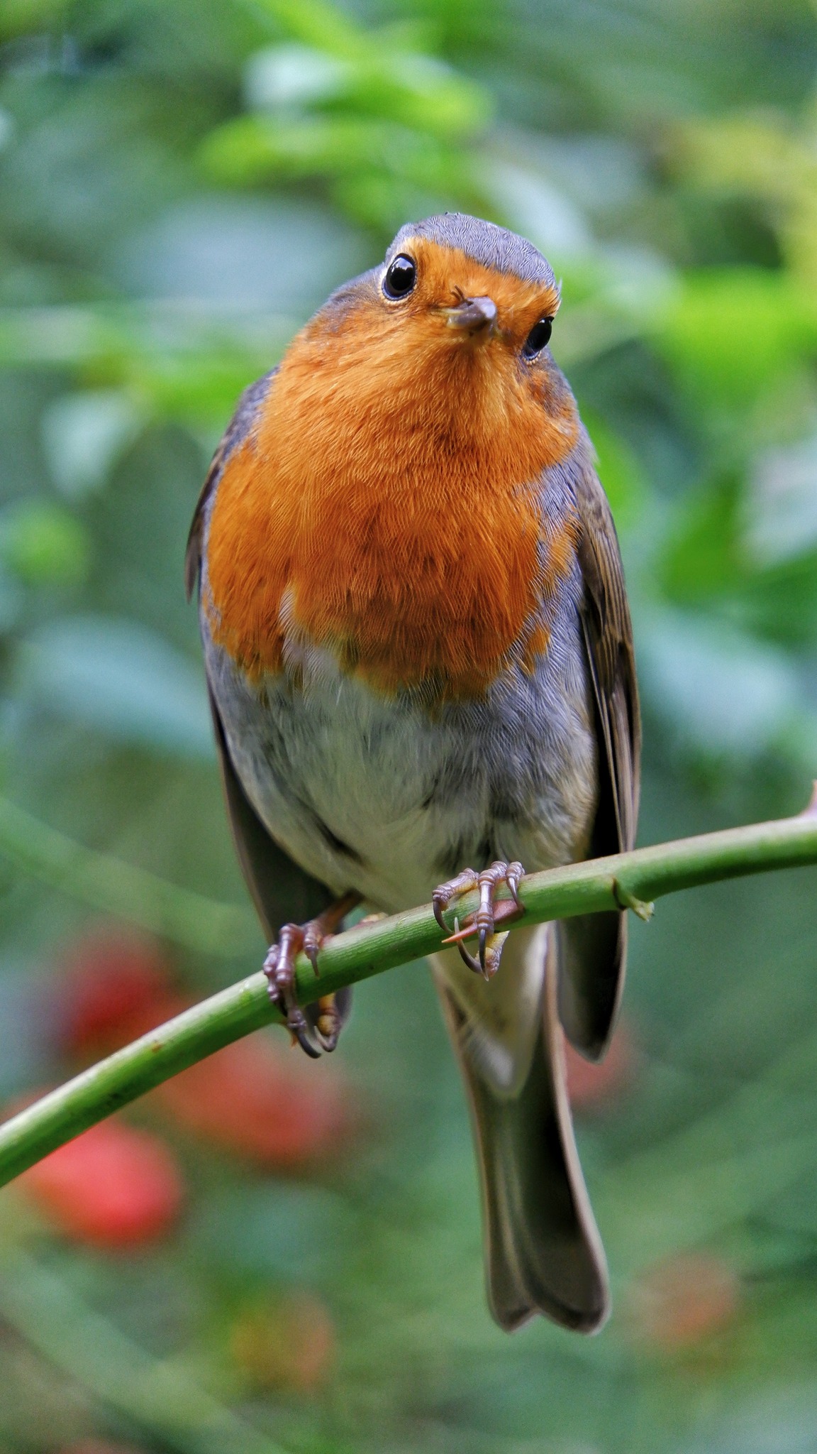 Robin Bird Club | Facebook