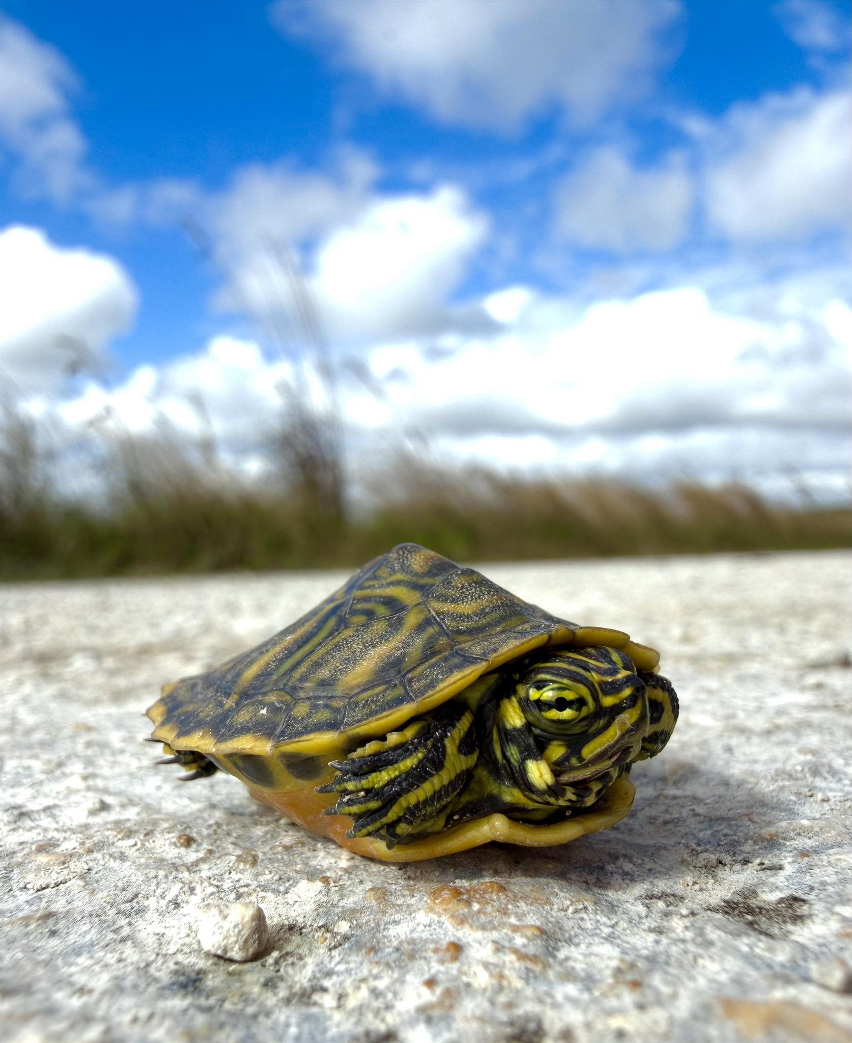 Rhett - NOT a Yellow-Bellied Slider! This is a recently hatched Florida ...