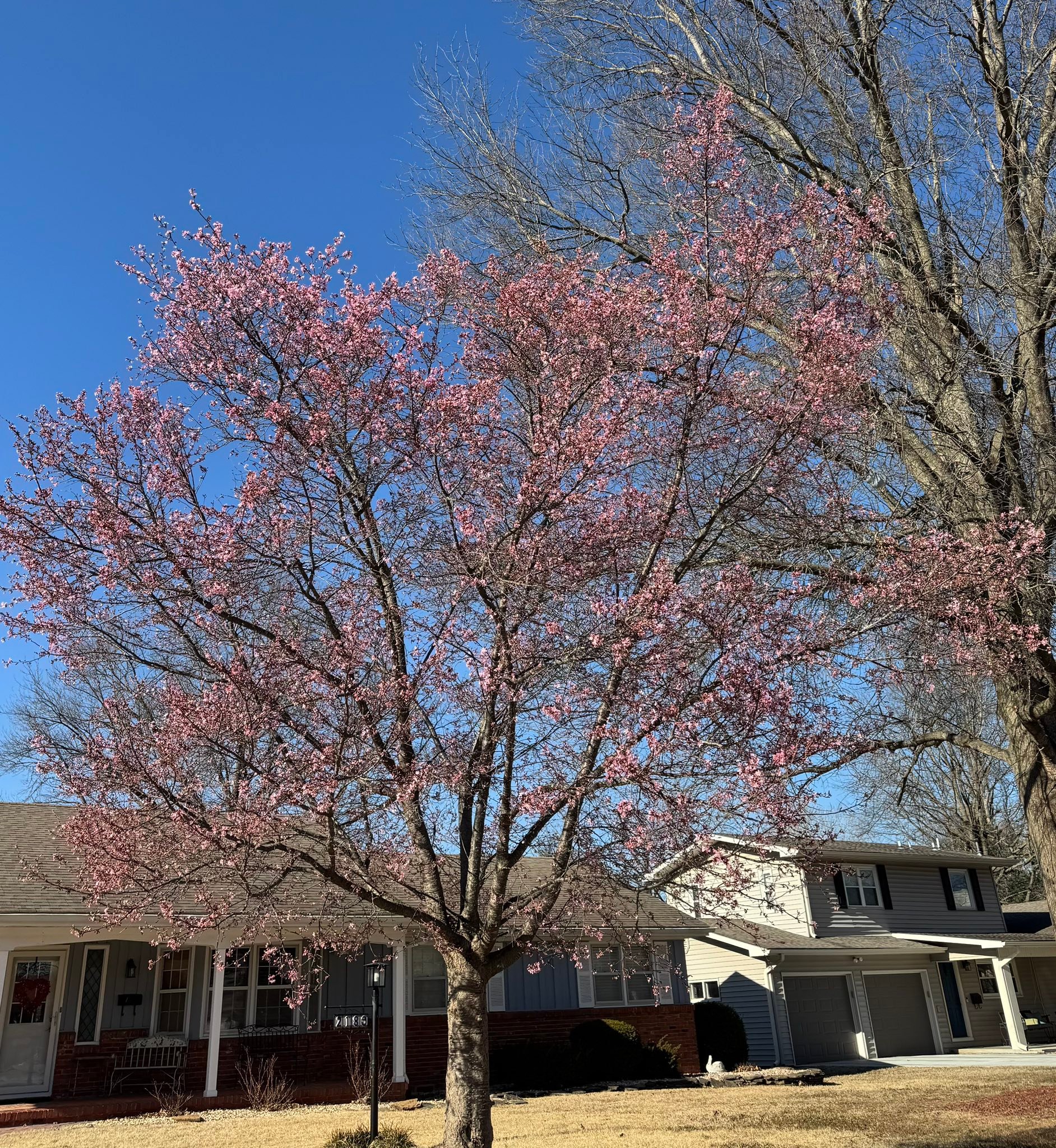 Spring arrival in southwest Springfield, MO