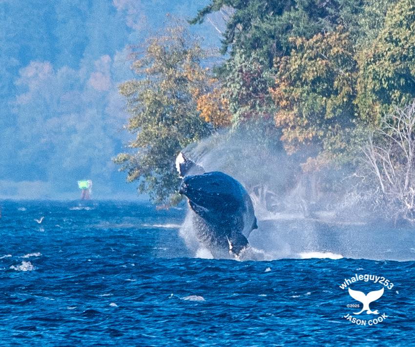 Orca Network Community Group | Point Defiance Park. | Facebook