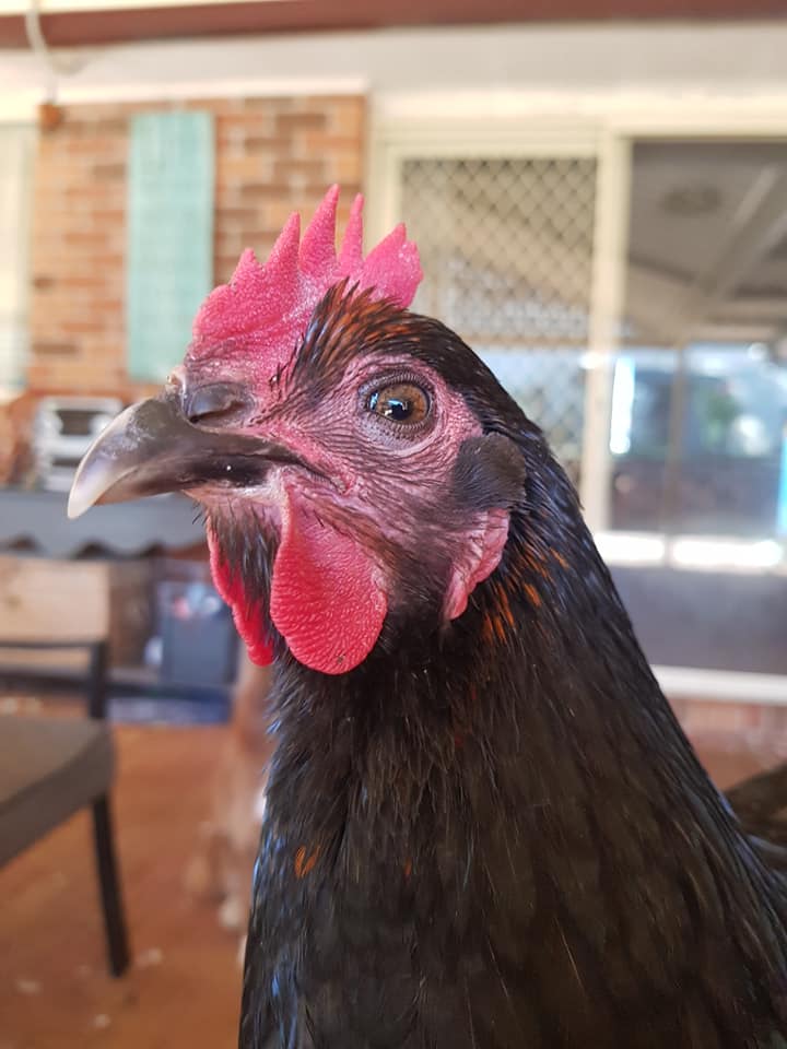 Australian Poultry by Backyard Poultry | I lost one of my 2 girls today ...