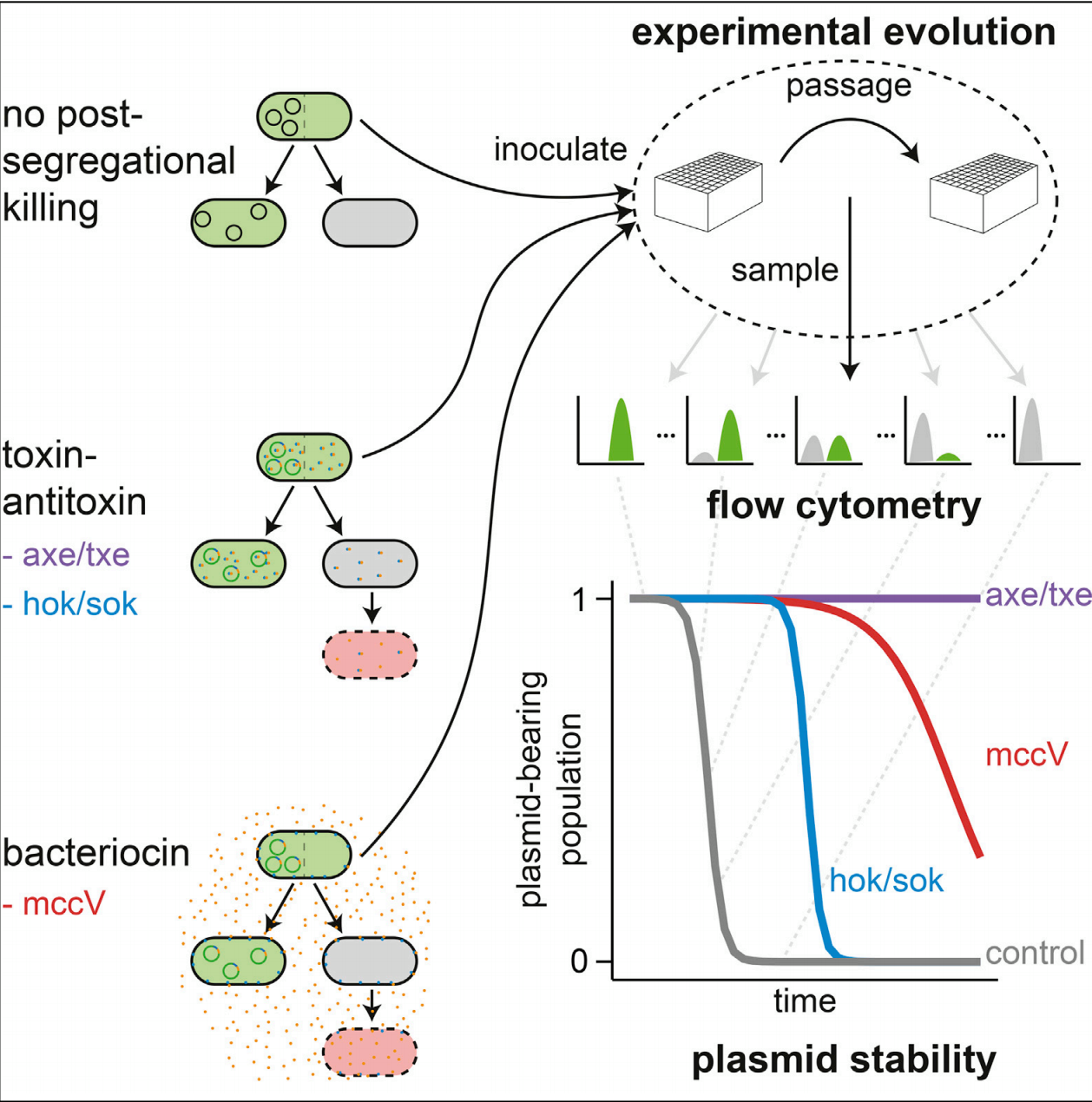 Addgene - Post-segregational killing mechanisms in... | Facebook