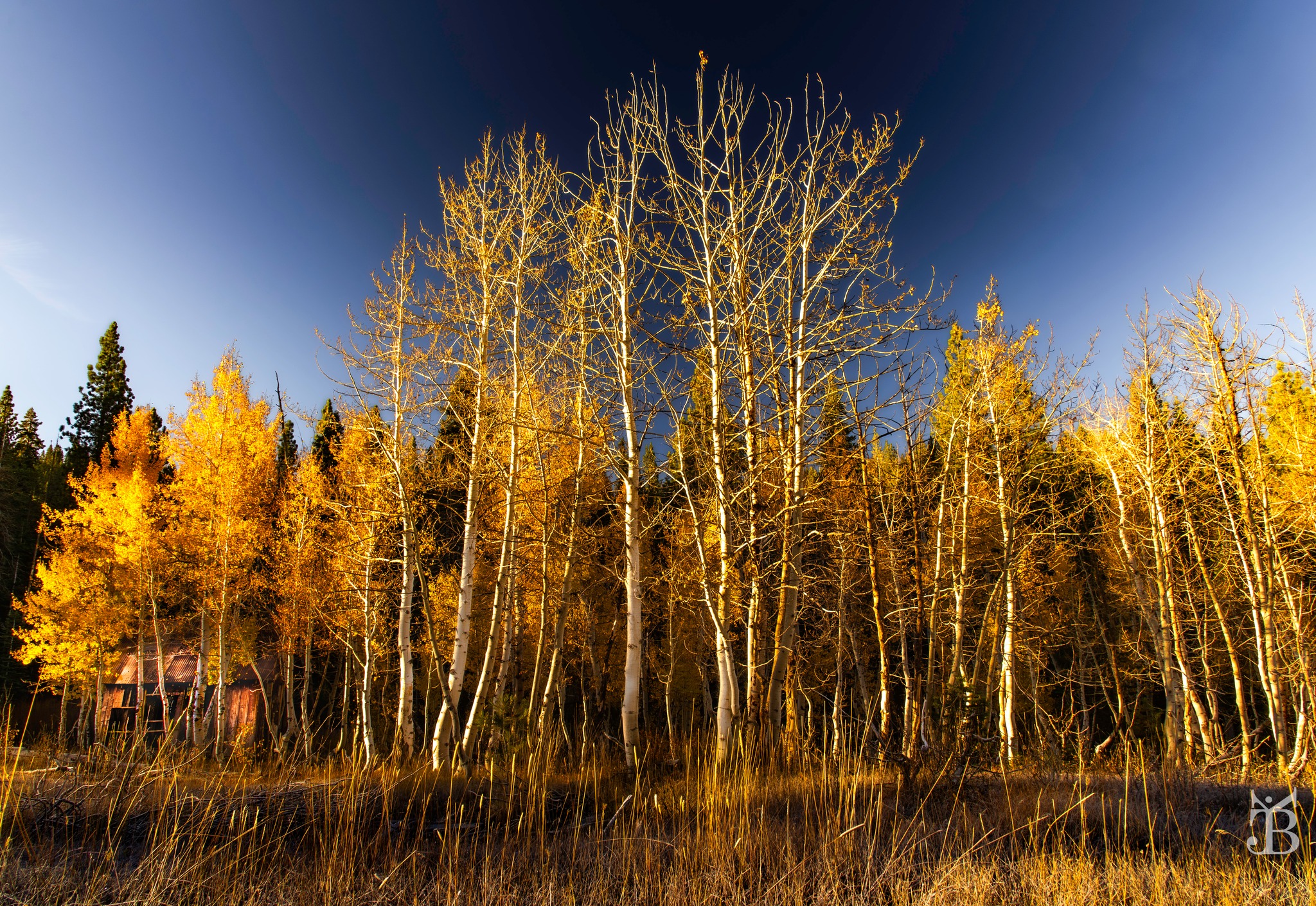 Aspen grove near Northstar with fall colors