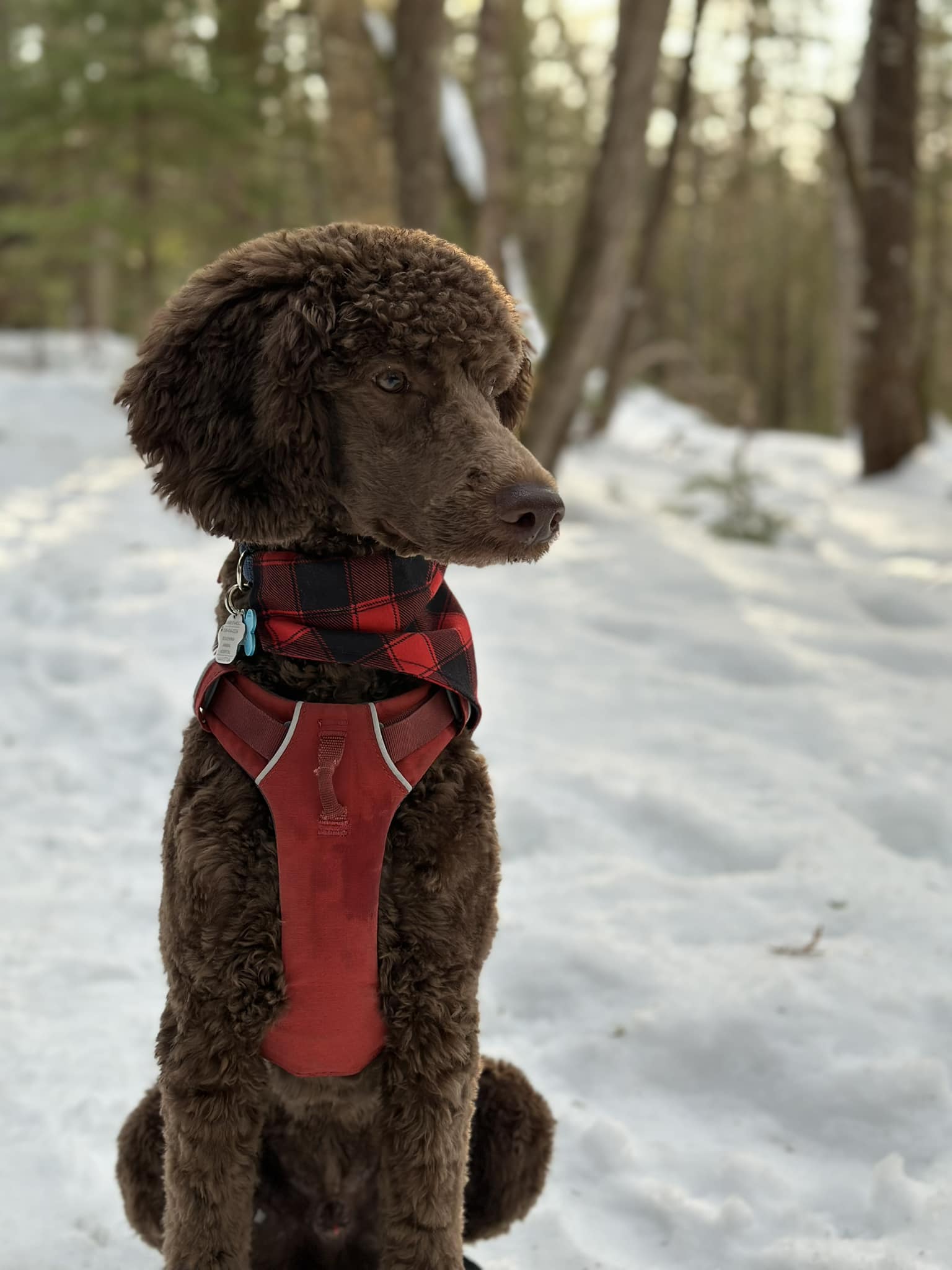 Hello! My name is Boa and I am 20 months old Standard Poodle. I