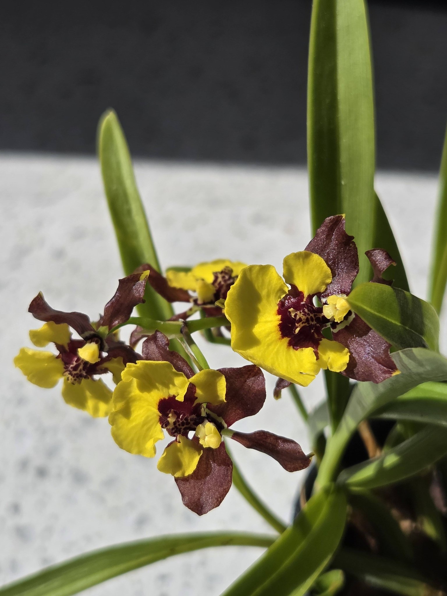 Gomesa croesus from the late Bill Liddy's collection.