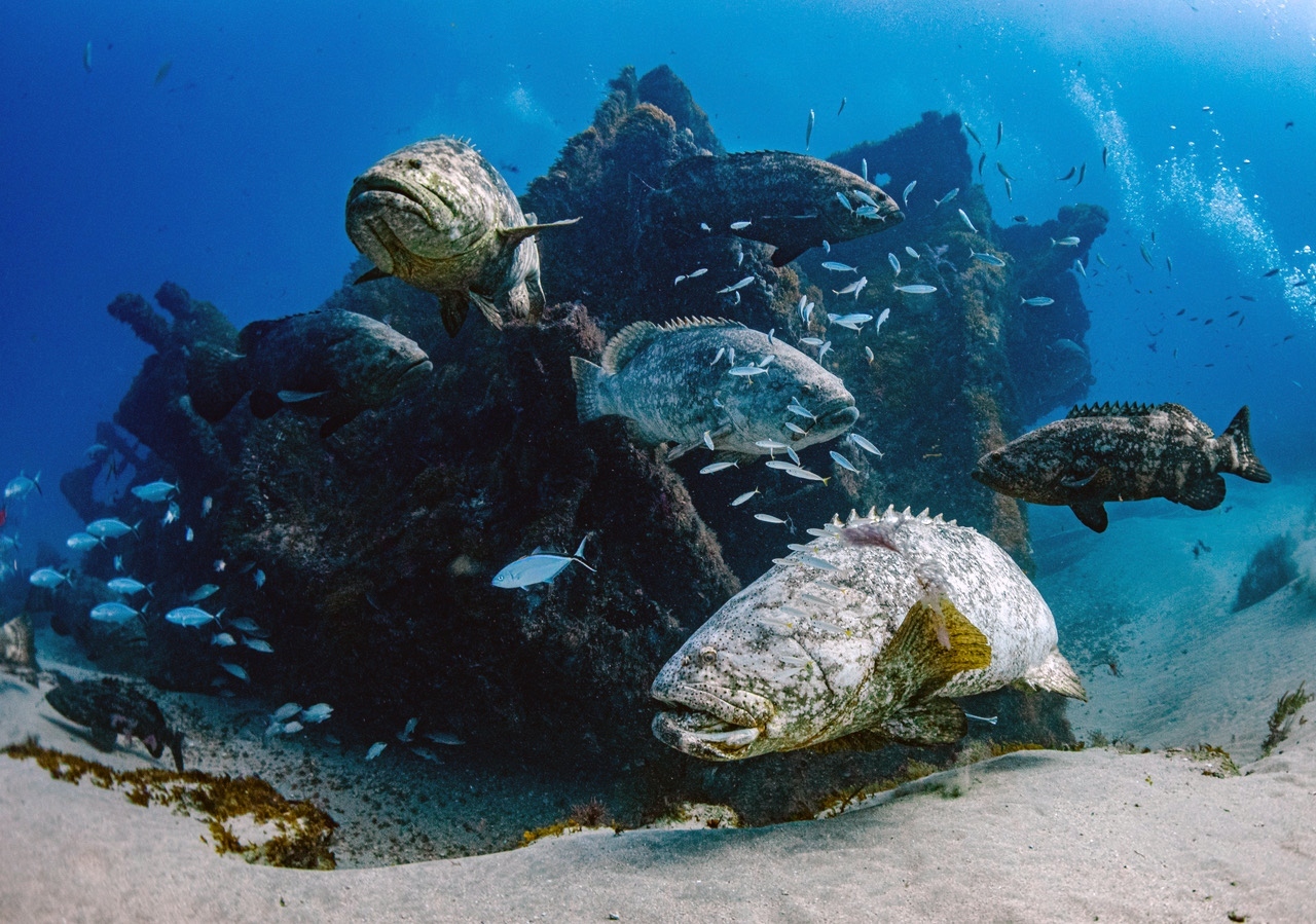 Grouper Vs Other Large Saltwater Fish Aggression