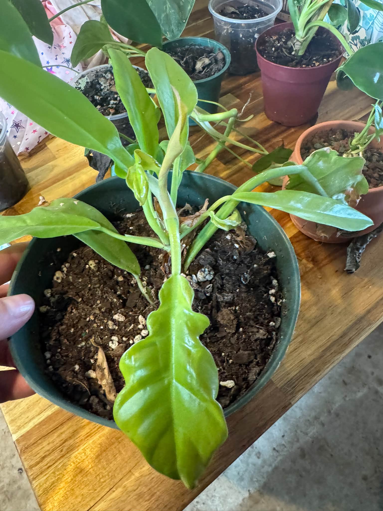 Identify unknown plants from moving gift?