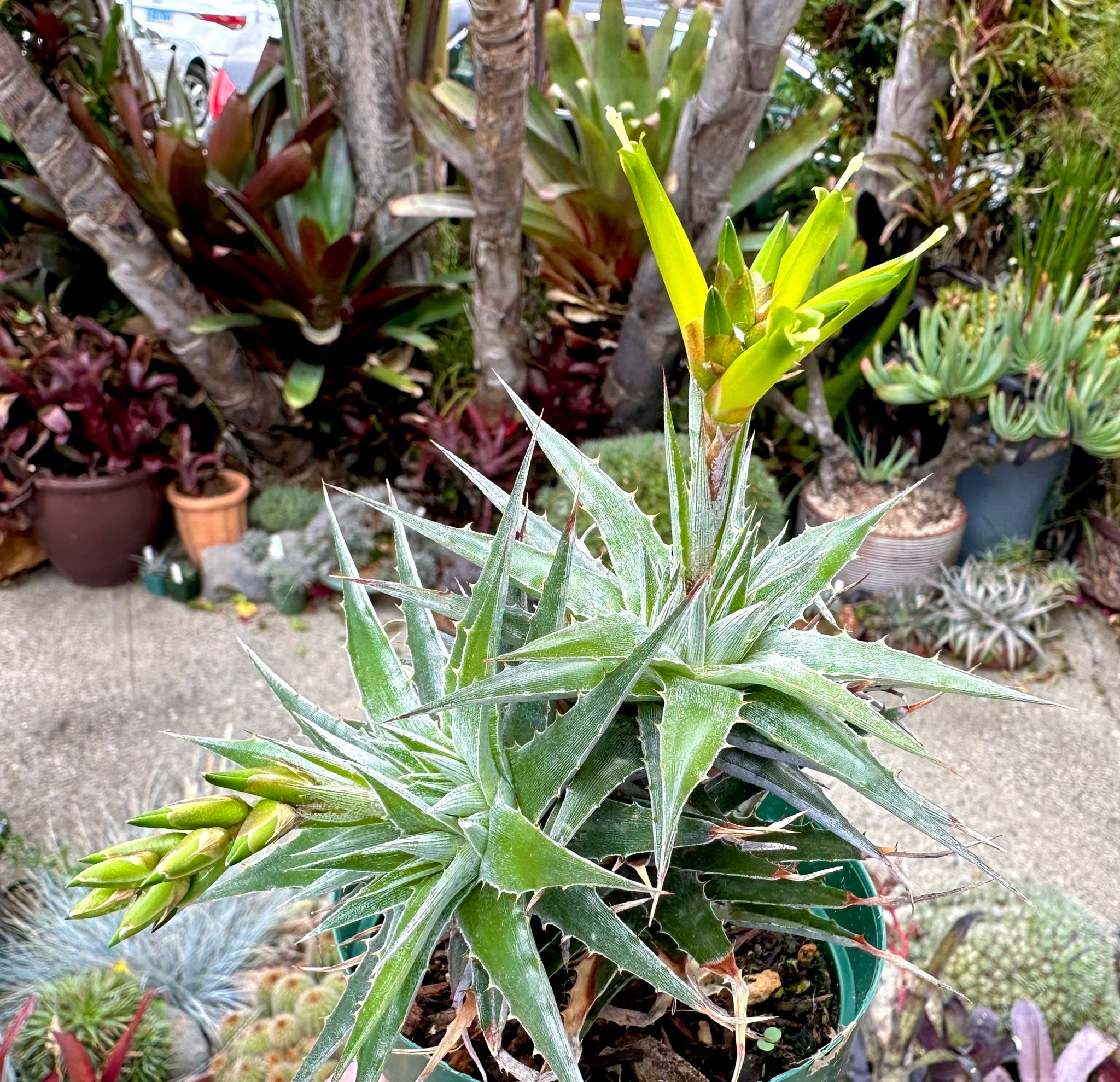 Deuterocohnia abstrusa x longipetala hybrid bromeliad characteristics