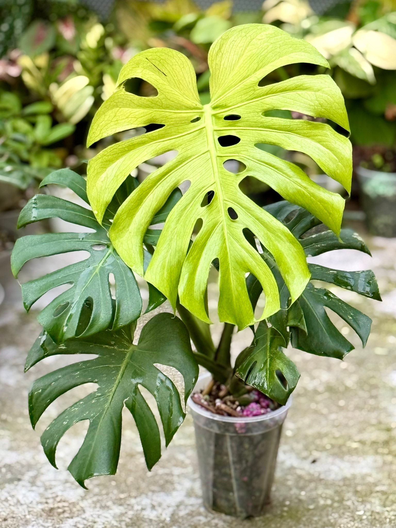 Monstera Star Shadow