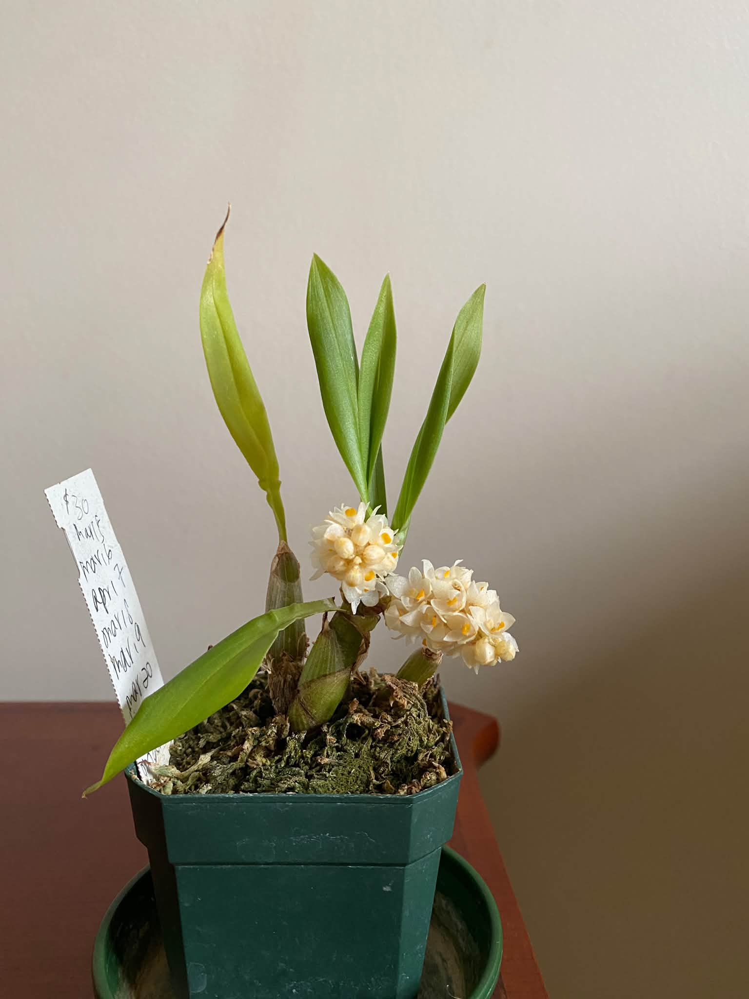 Eria spicata 'Cloud's Blizzard' orchid care